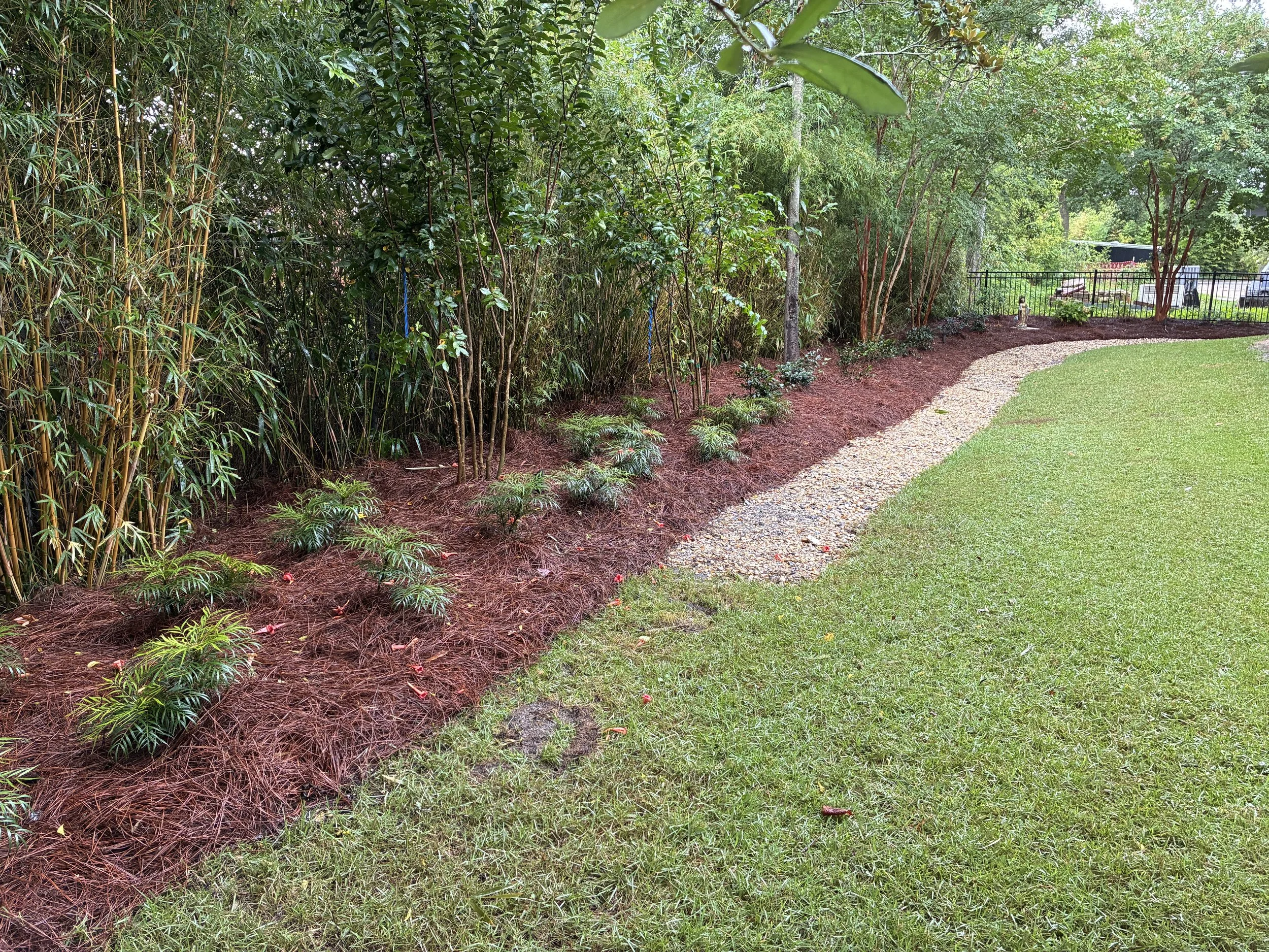 bamboo along fence lien with tropical looking plants in front