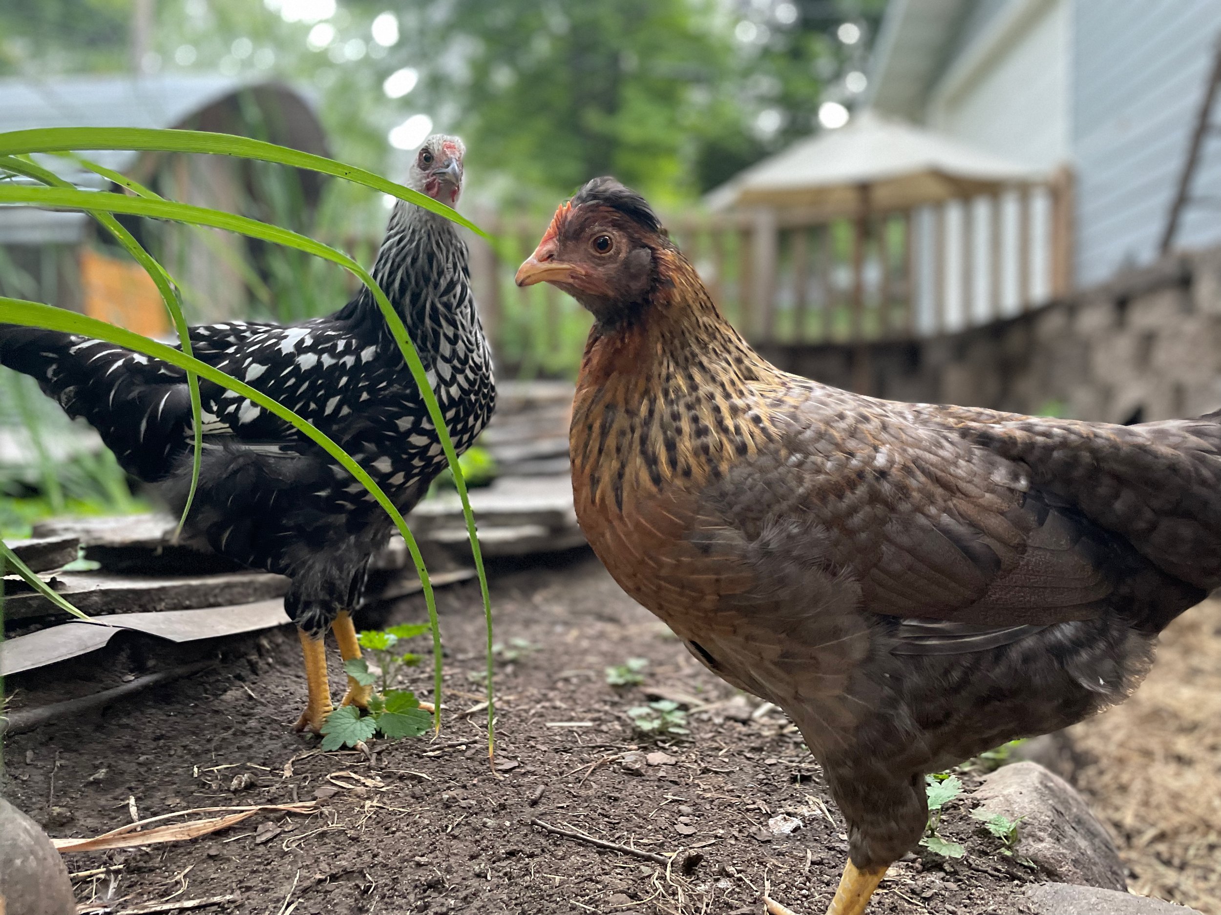 Chicklet and Weezie.jpeg