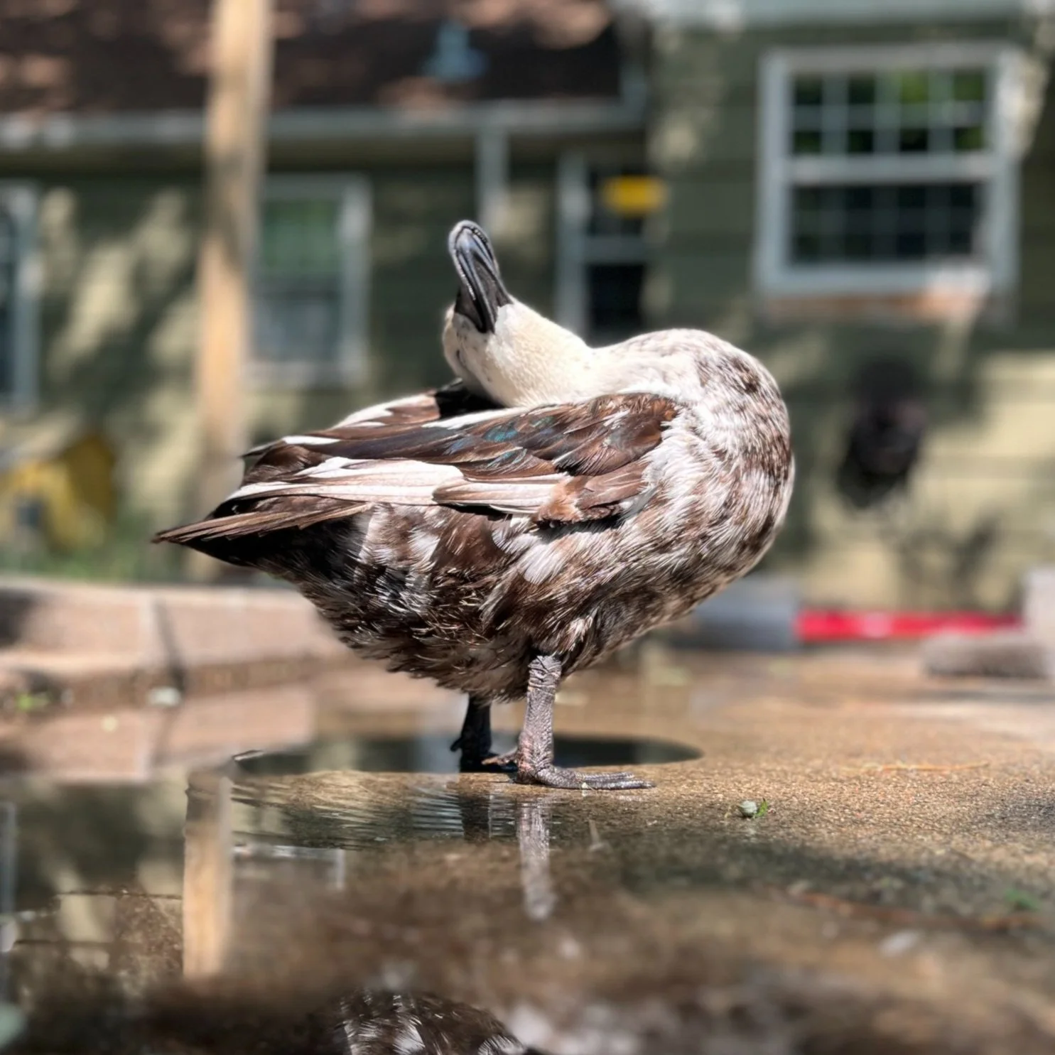 2 - Gilly Preening.jpg