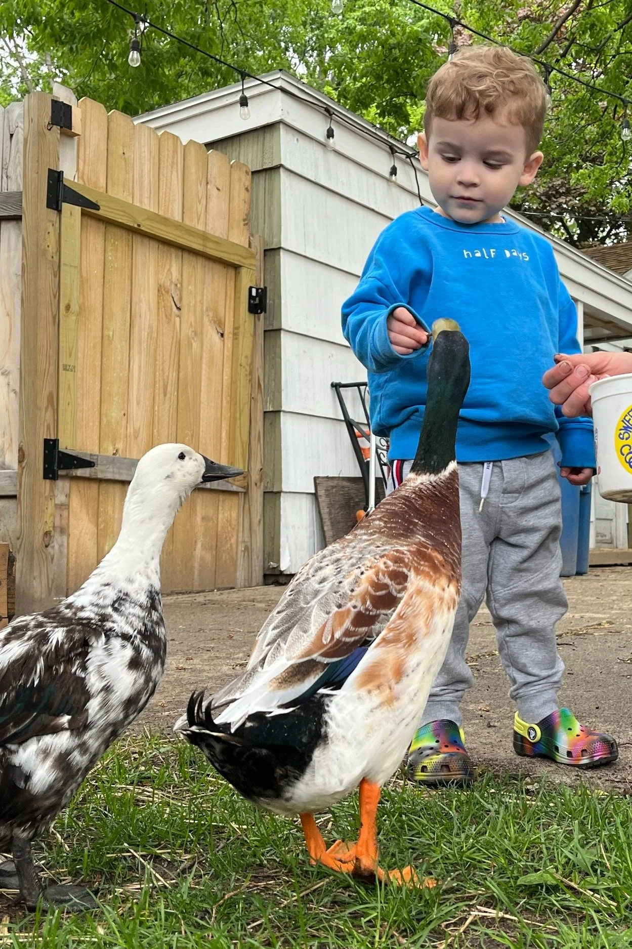 Duck Encounter — Flock Sitting MN