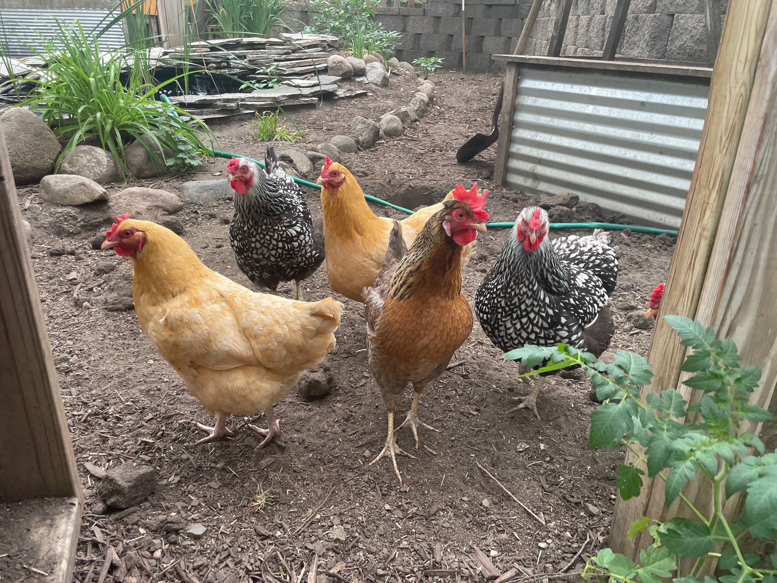 Flockmates.jpeg