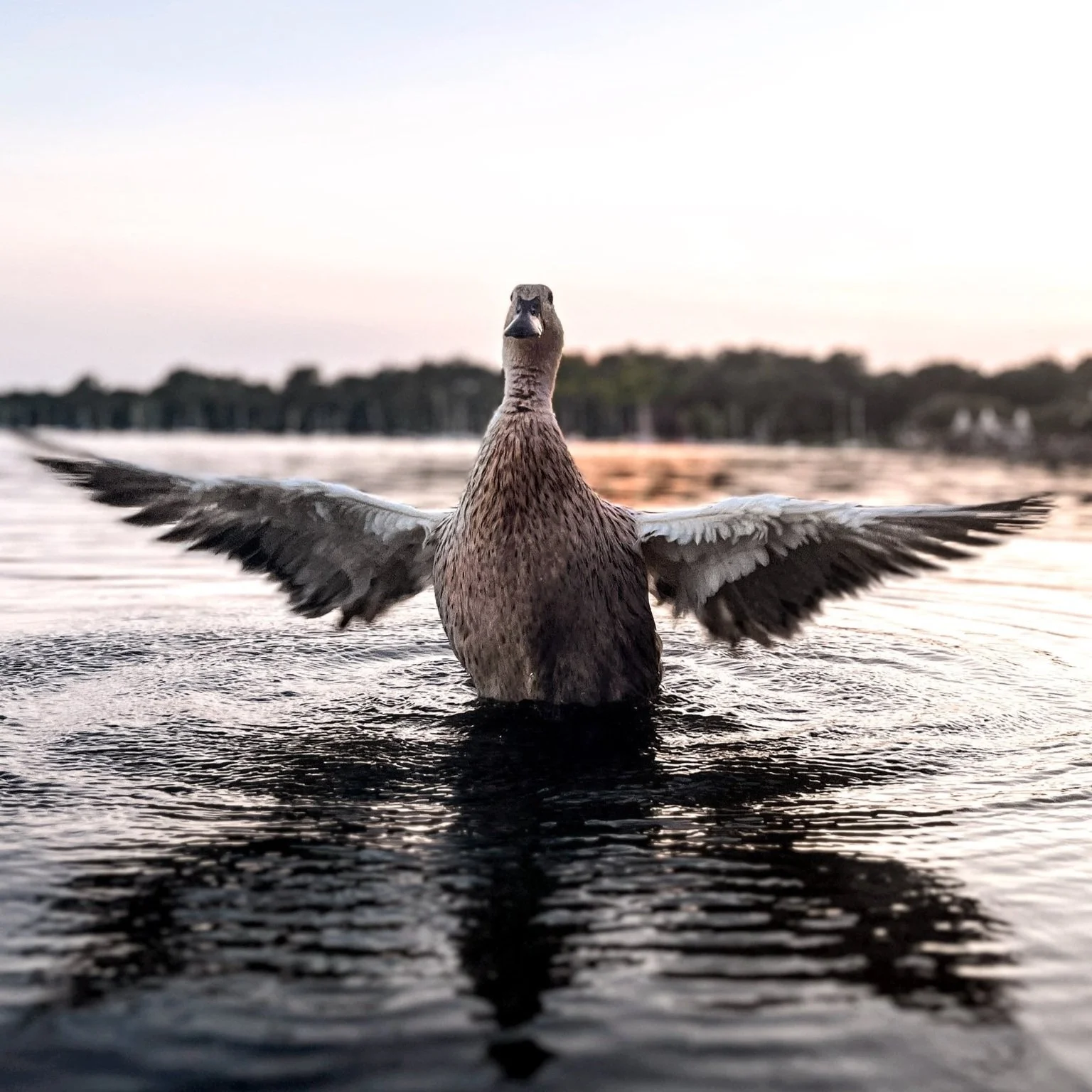 1 - Lake Harriet.jpg