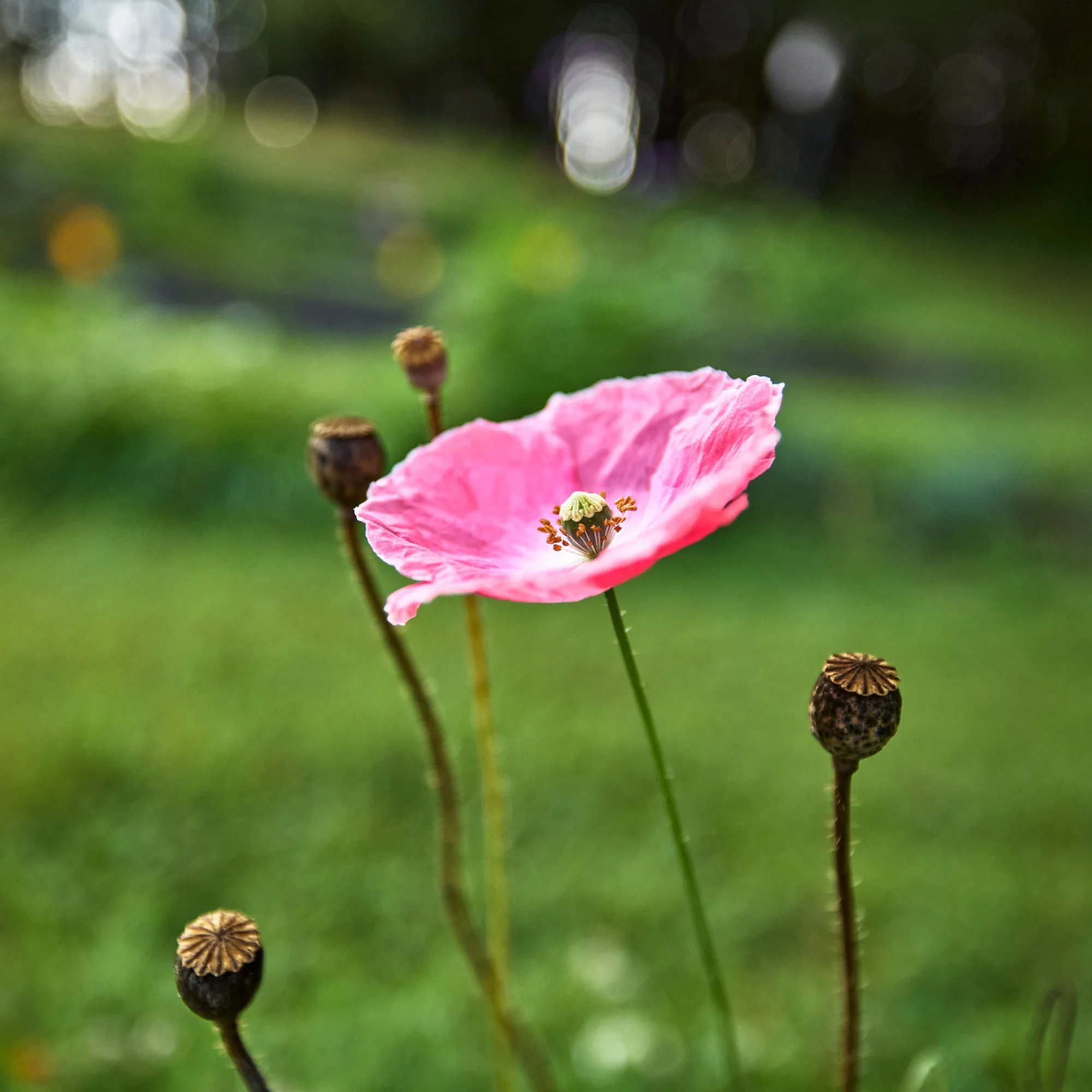 CFE_TheGallery_Flora_Poppy.jpg
