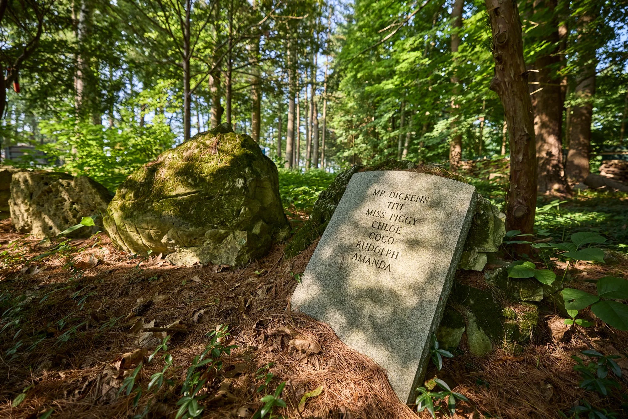 Departed Yet Not Forgotten