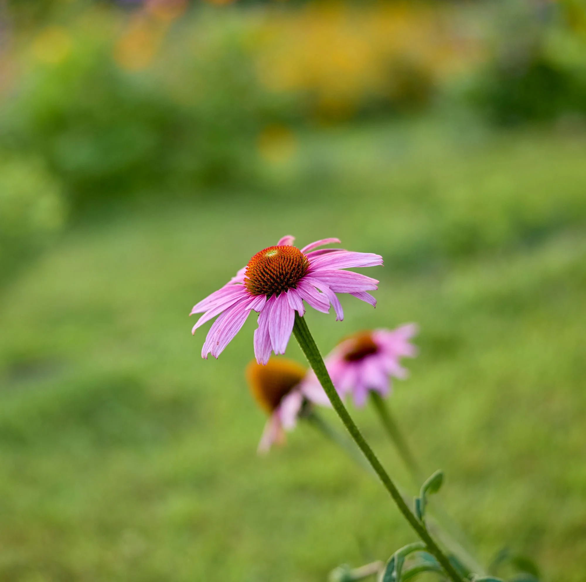 CFE_TheGallery_Flora_Wildflower_Pink.jpg