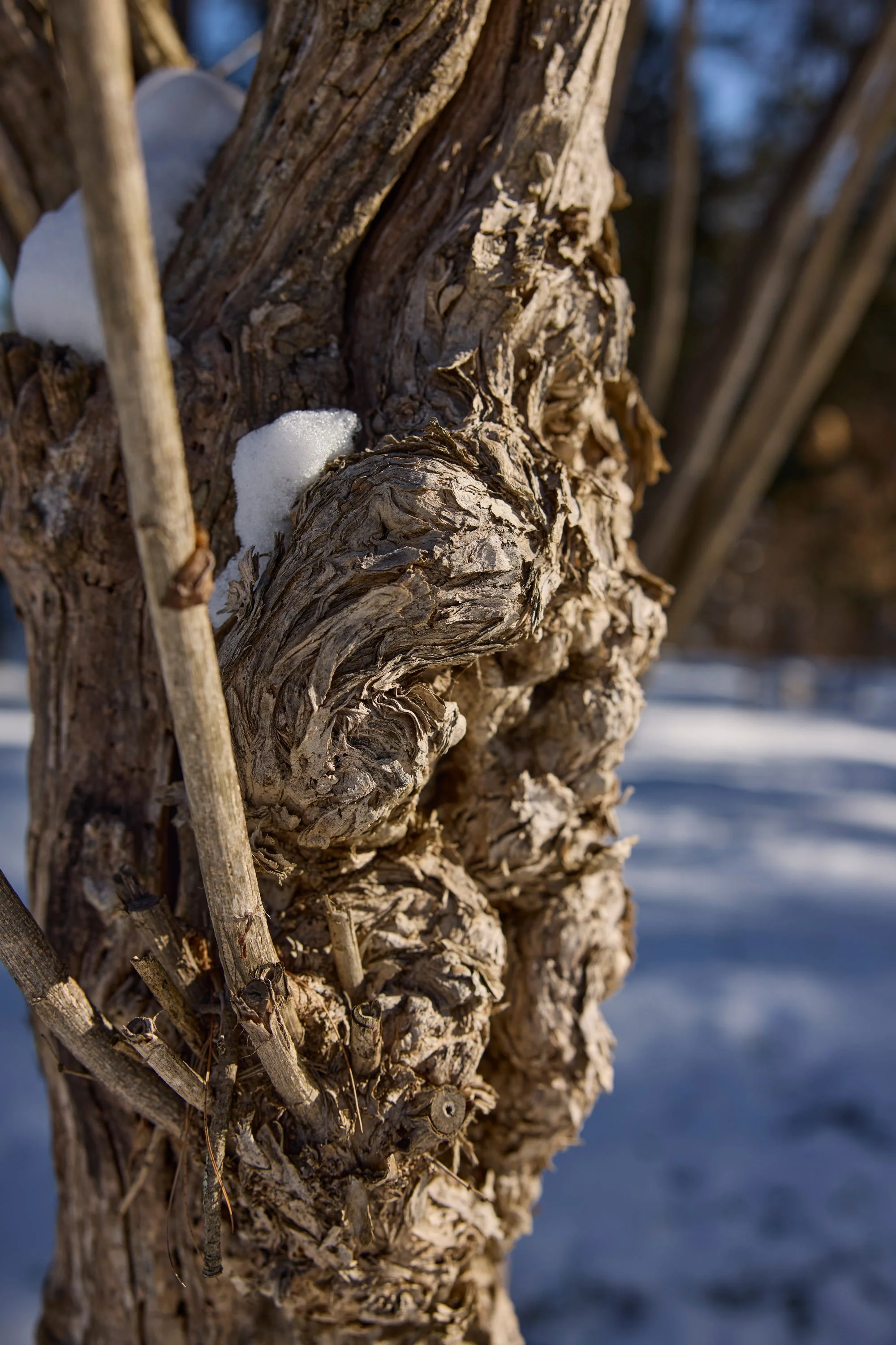 CFE_TheGallery_Flora_Tree_Winter.jpg