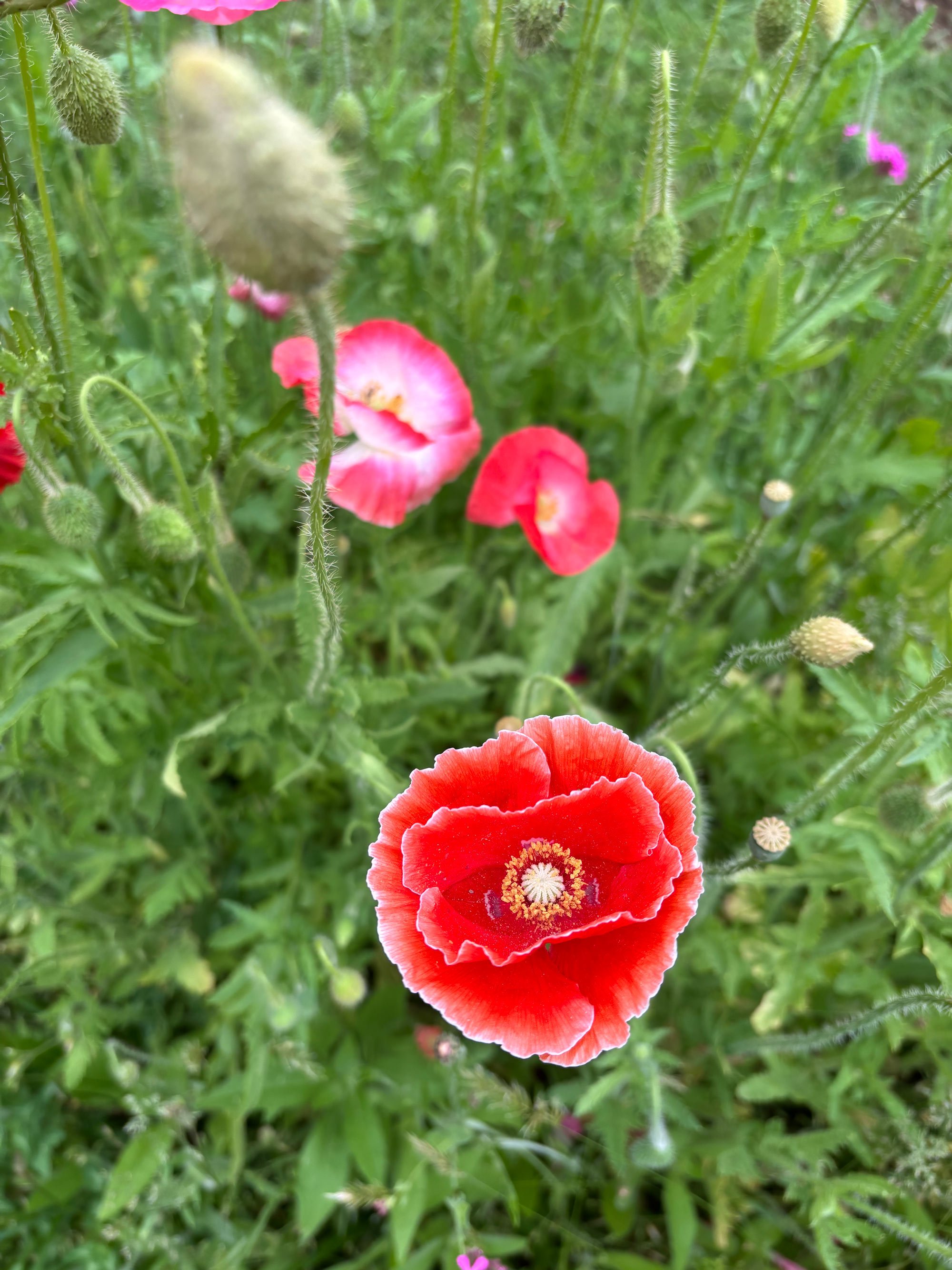 CFE_TheGallery_Flora_Poppy_Red.jpg
