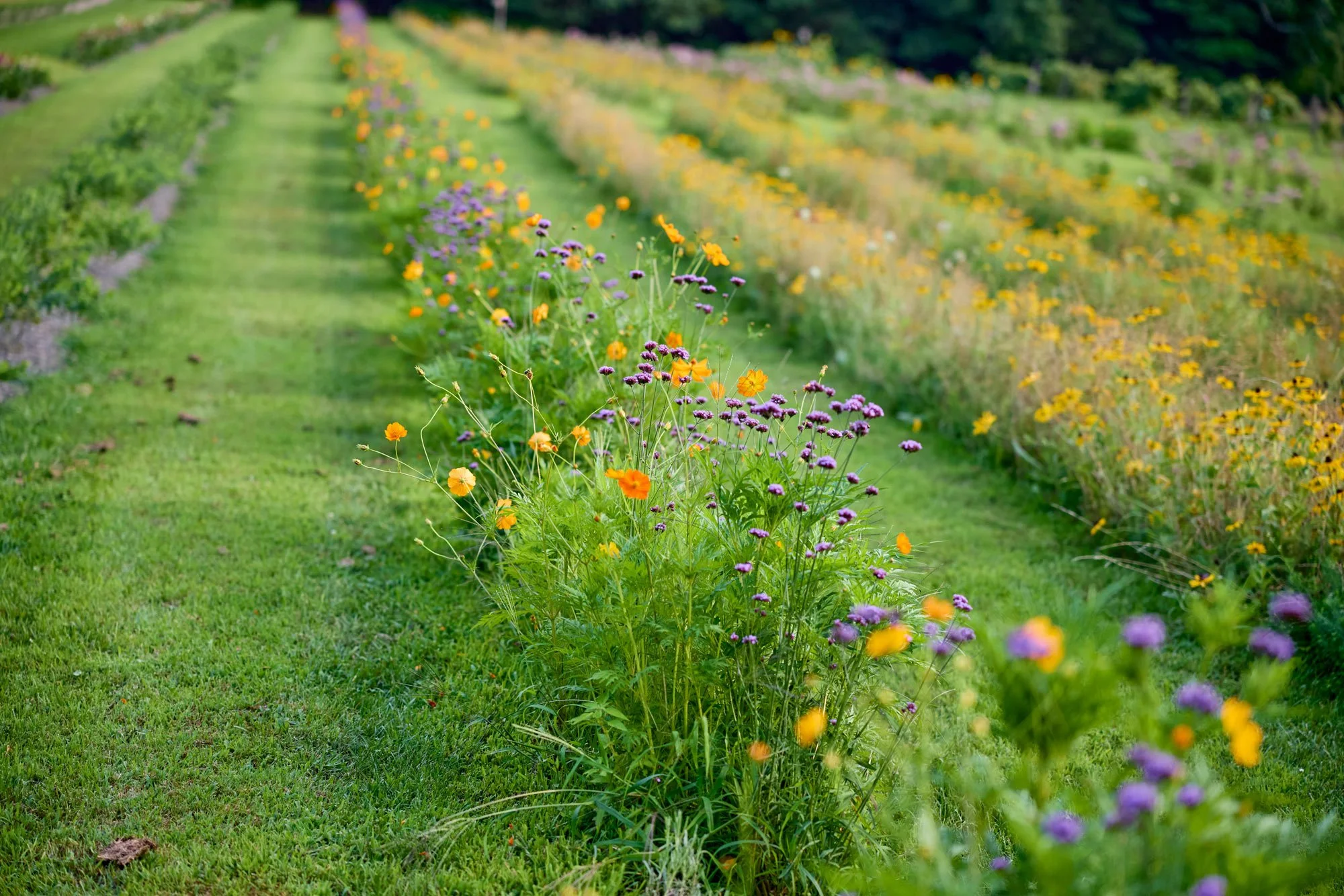 CFE_TheGallery_Flora_Wildflowers_3.jpg