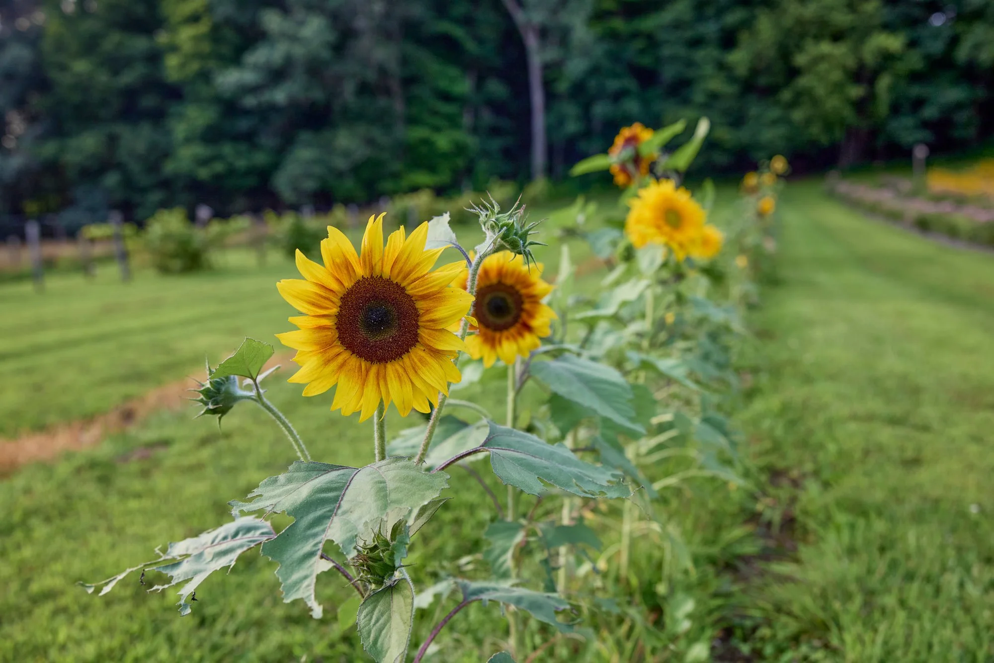 CFE_TheGallery_Flora_Sunflower.jpg