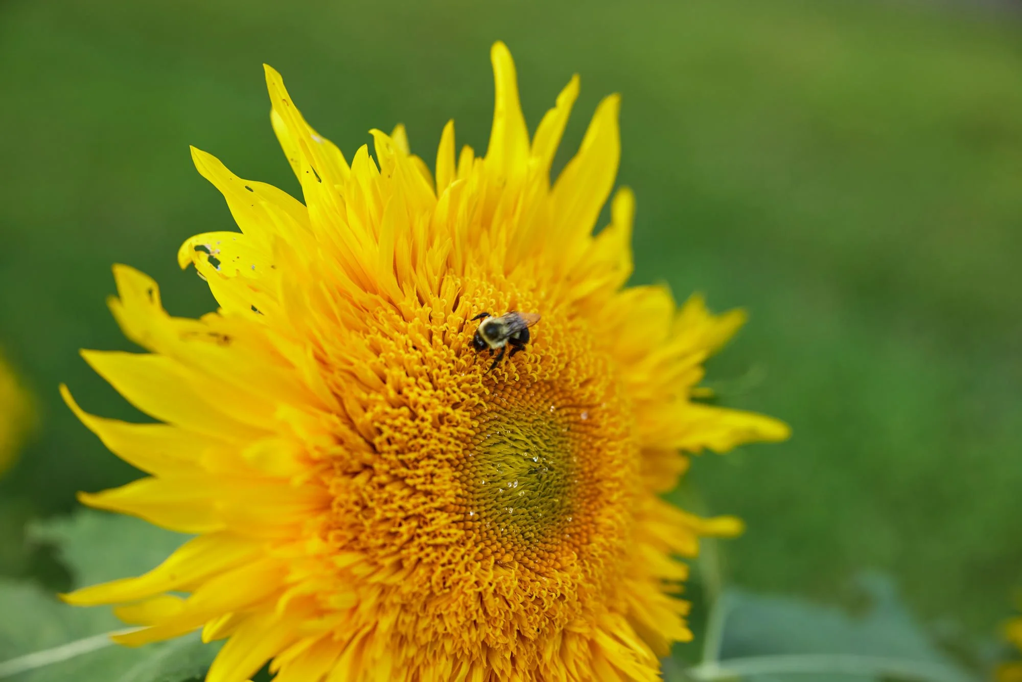 CFE_TheGallery_Flora_Sunflower_Bee.jpg