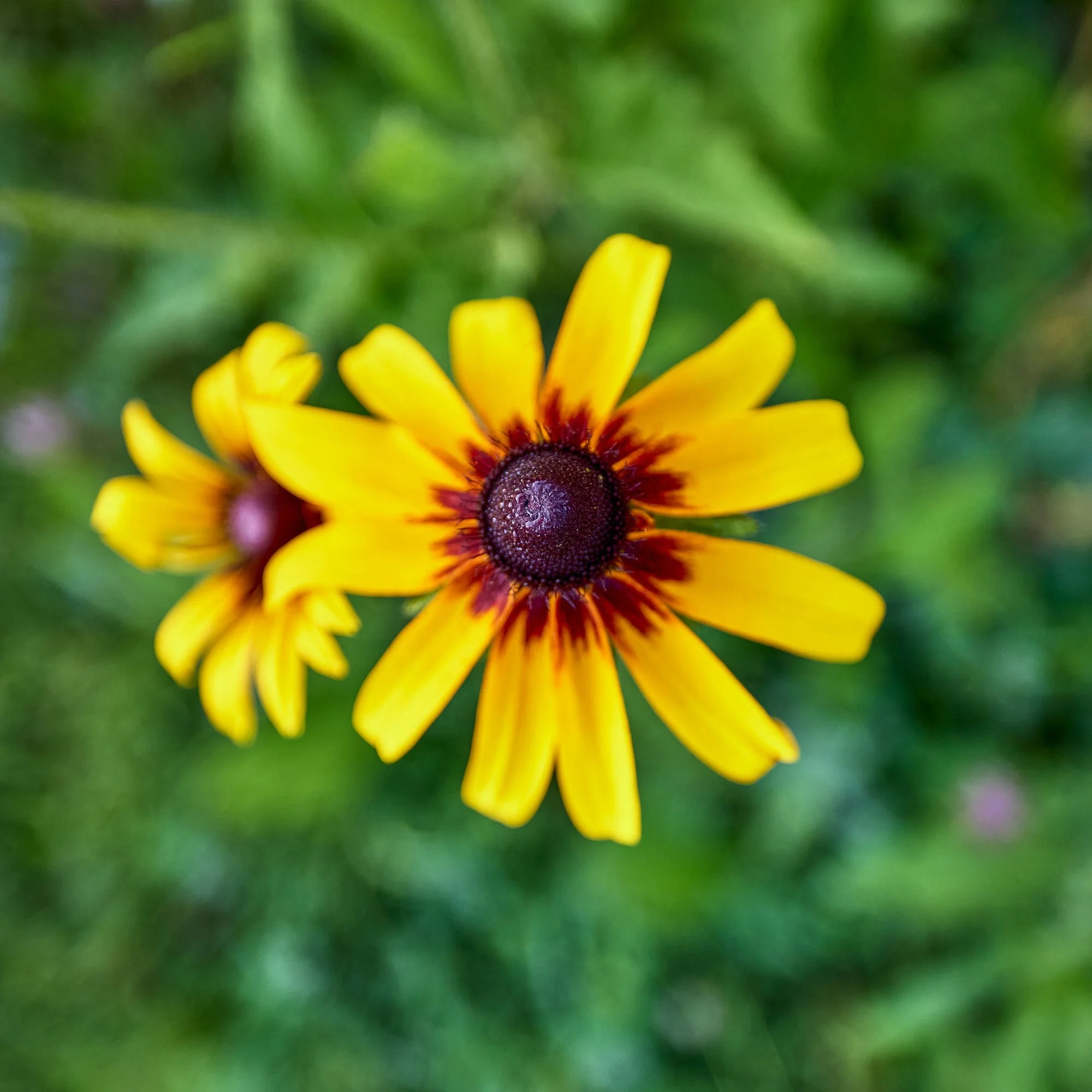 CFE_TheGallery_Flora_BlackeyedSusan.jpg