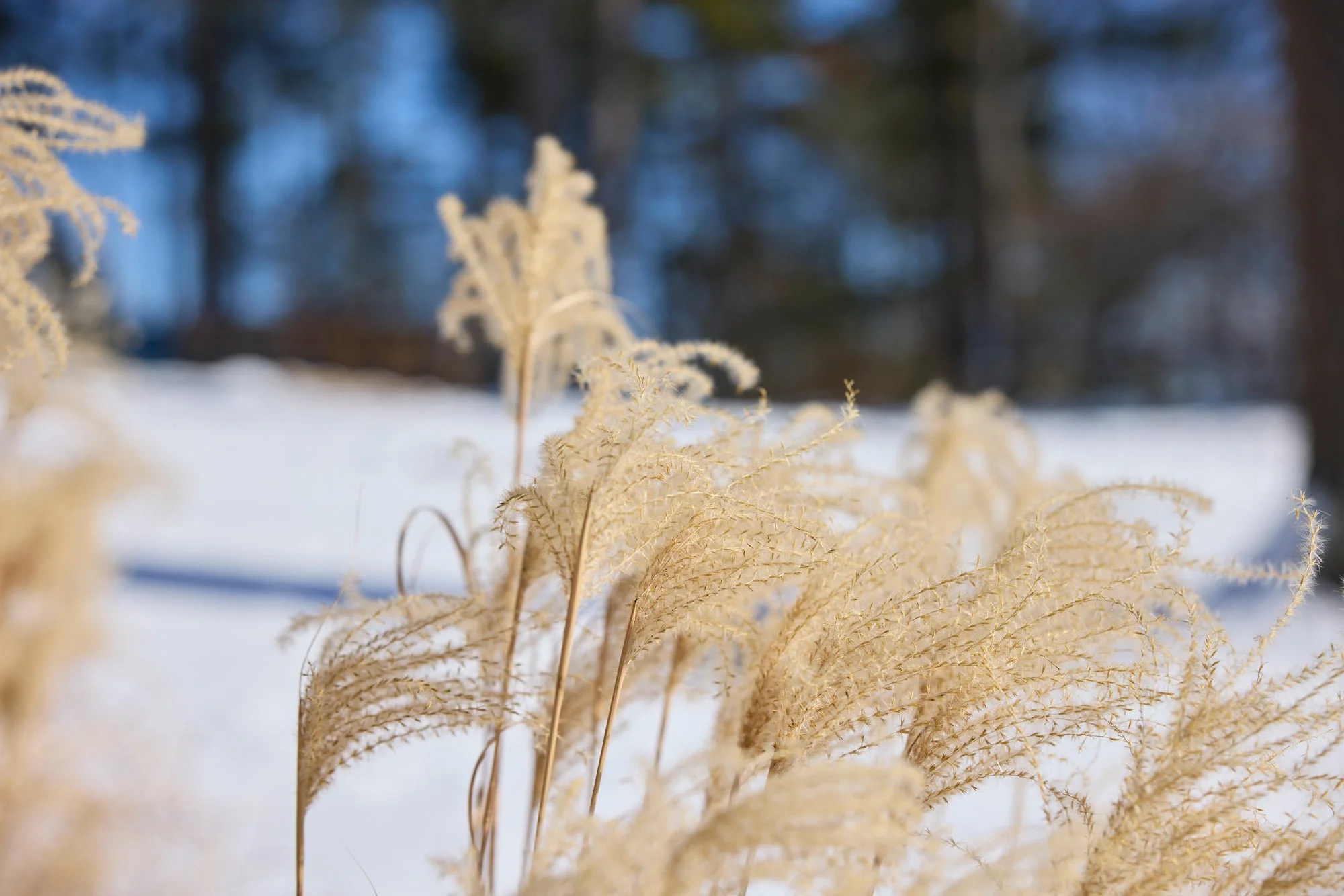 CFE_TheGallery_Flora_Pampas_Winter.jpg