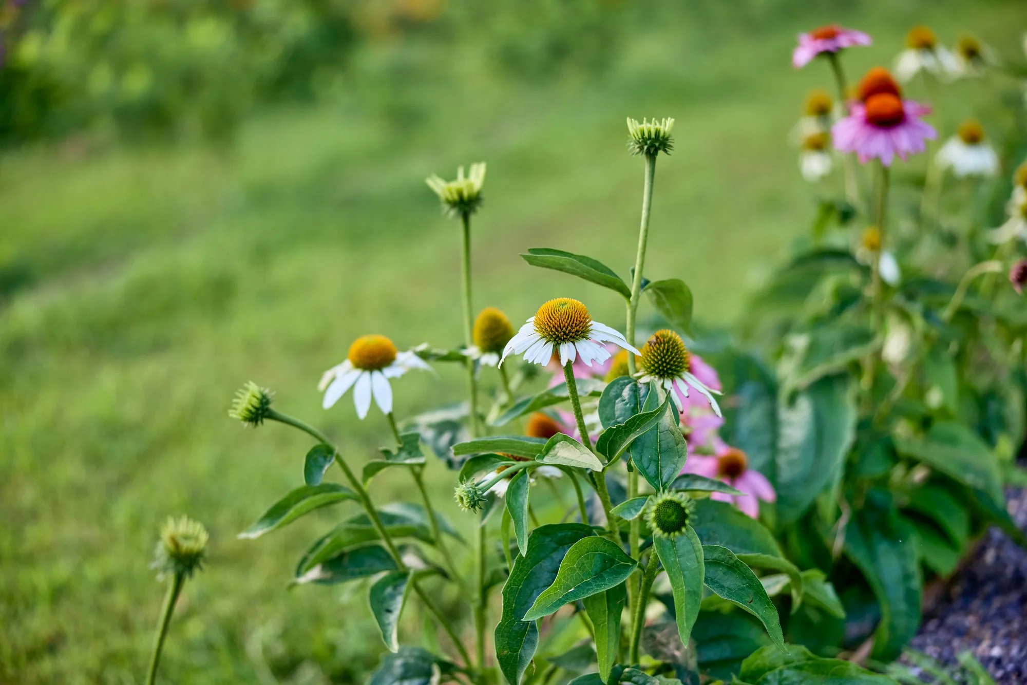 CFE_TheGallery_Flora_Wildflowers.jpg