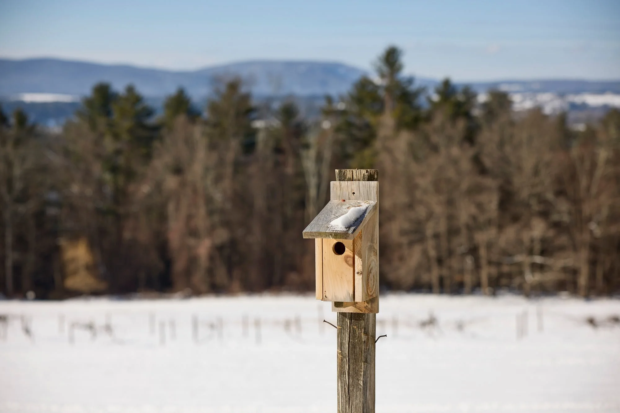 CFE_Gallery_Wildlife_Birdhouse_Winter.jpg