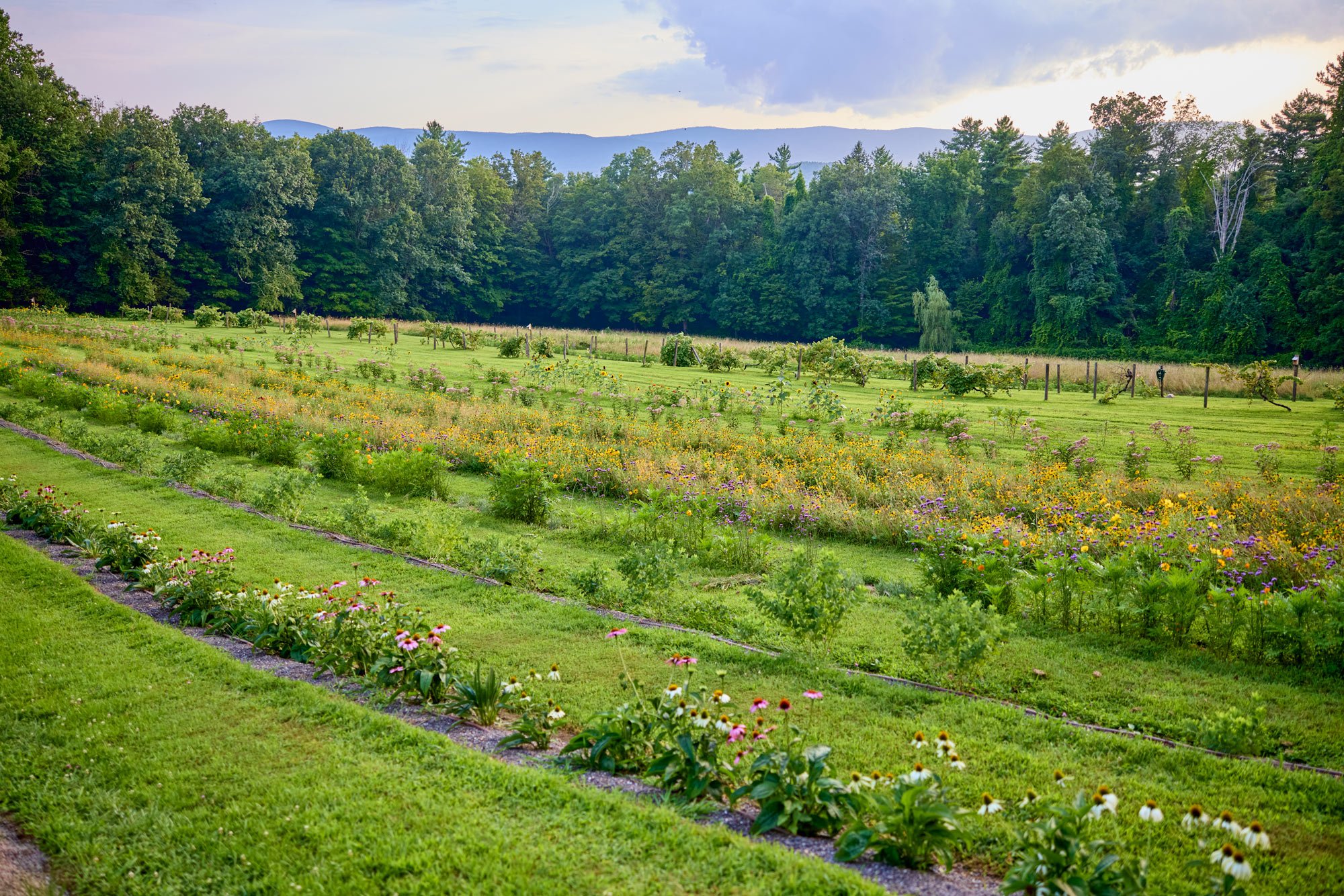 CFE_TheGallery_Flora_TheField.jpg