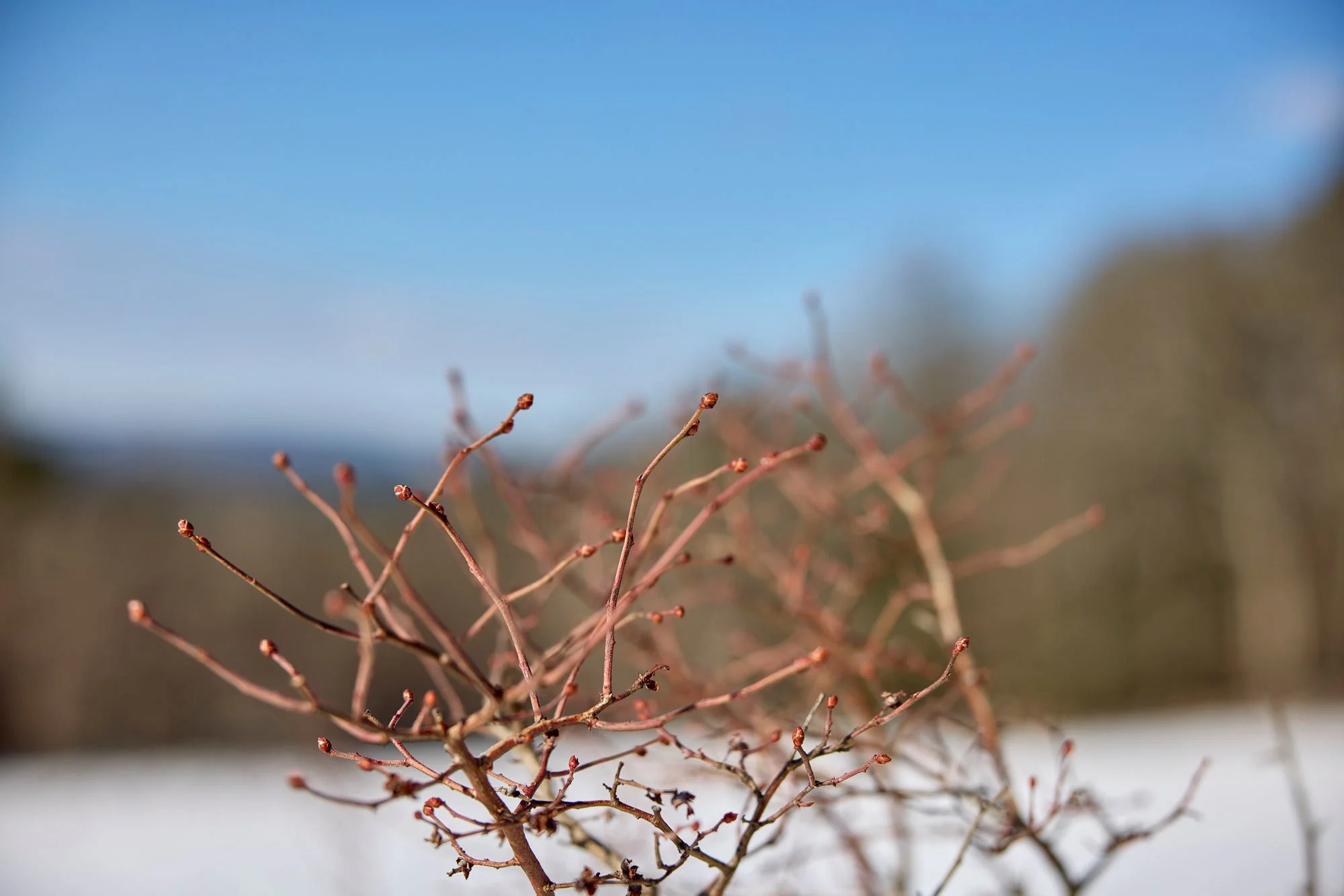 CFE_TheGallery_Flora_Winter.jpg