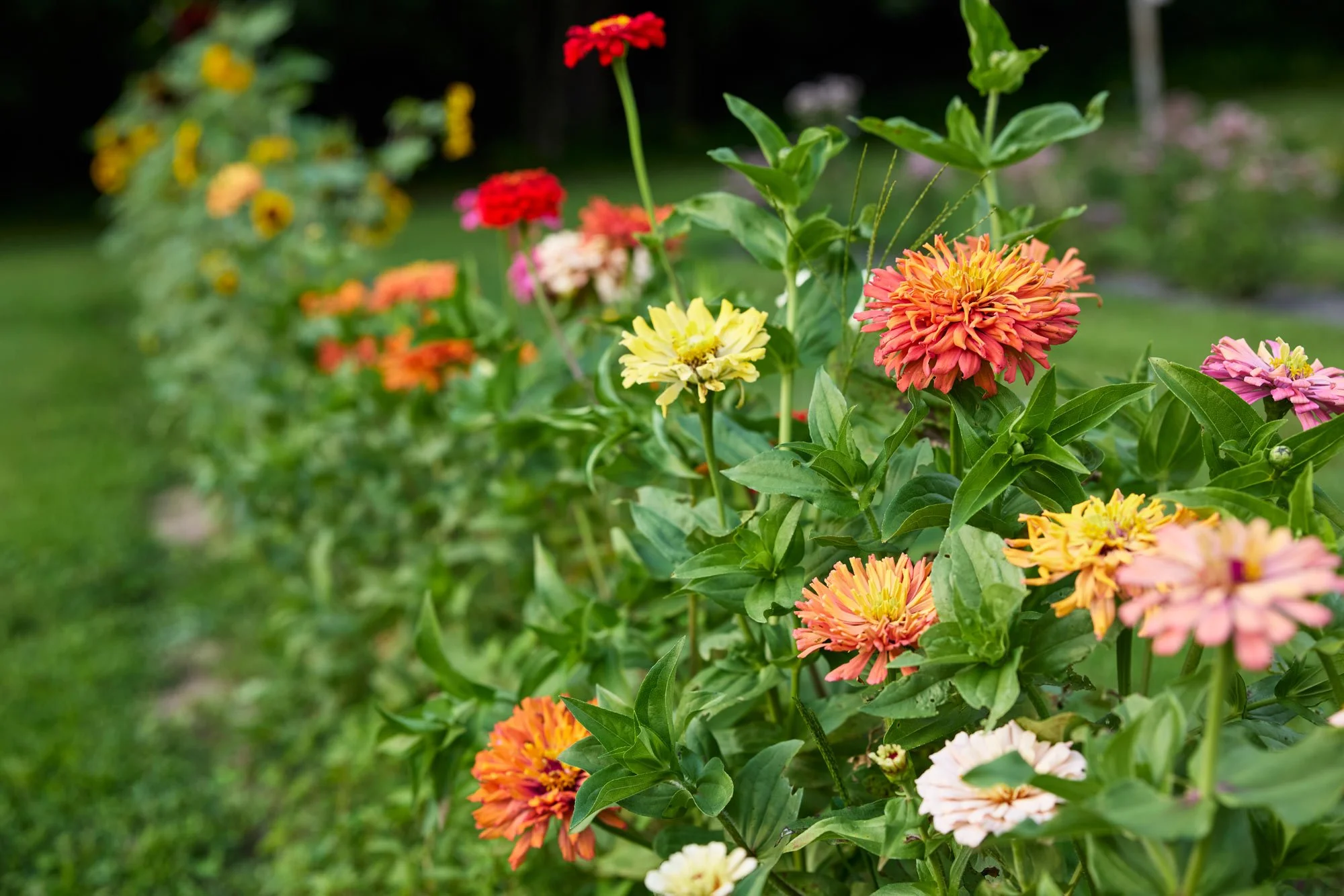 CFE_TheGallery_Flora_Dahlias.jpg