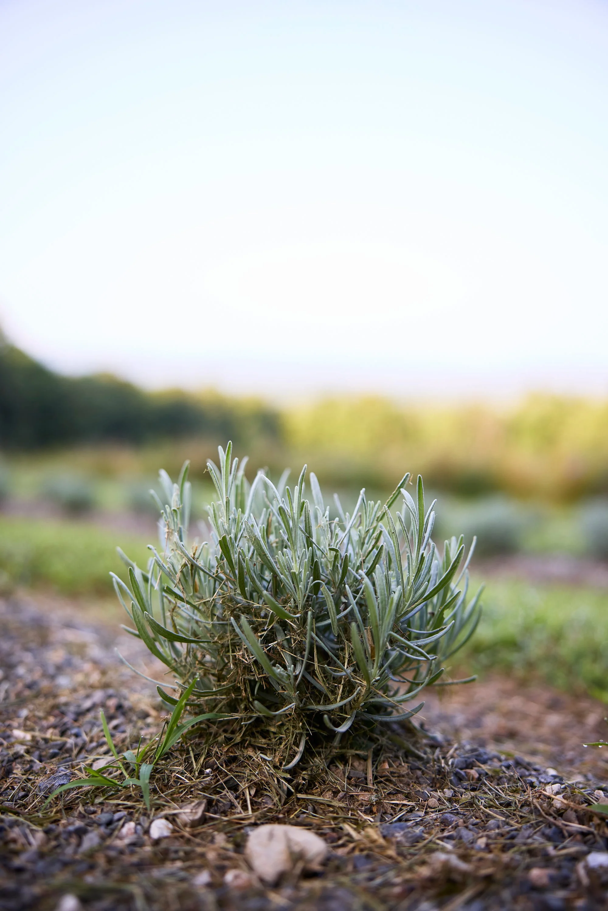 CFE_TheGallery_Flora_Lavender.jpg