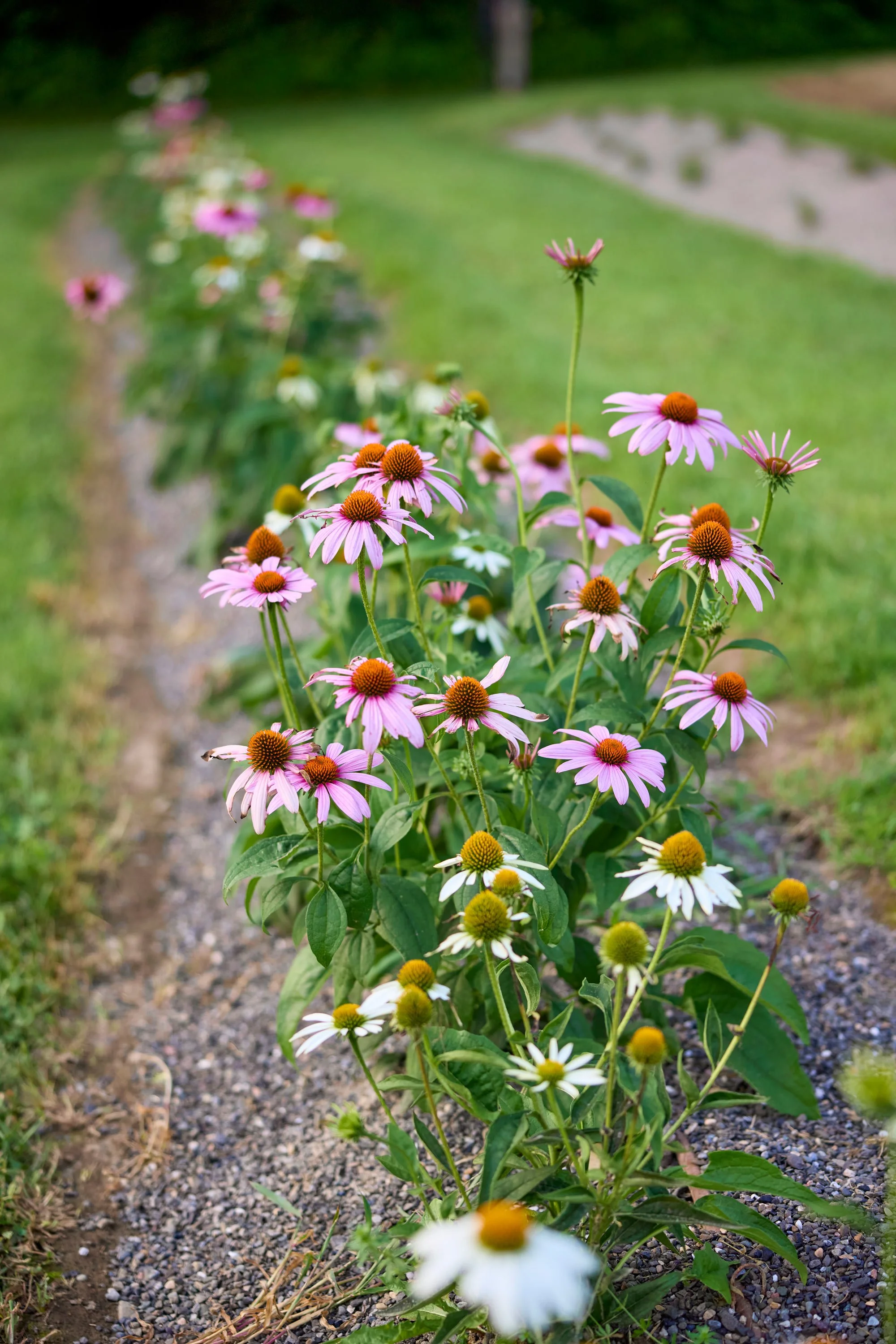 CFE_TheGallery_Flora_Wildflowers_Multi.jpg