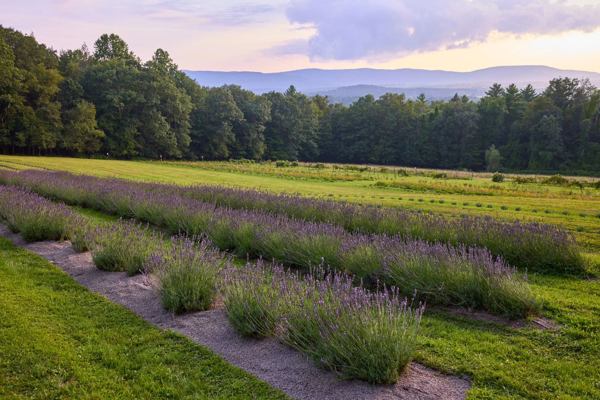 CFE_TheGallery_Flora_TheField_Lavender.jpg