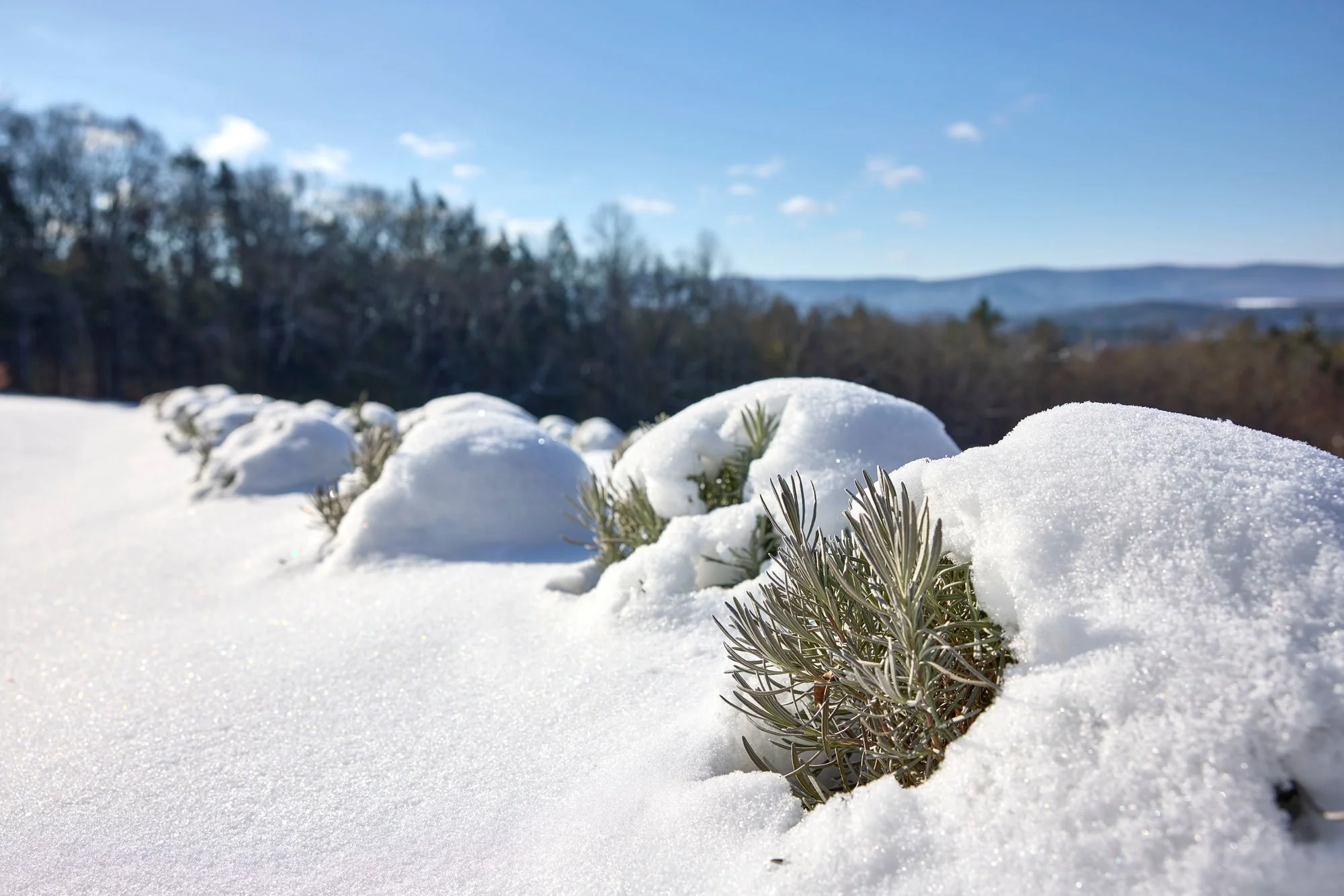 CFE_TheGallery_Flora_Lavender_Winter.jpg