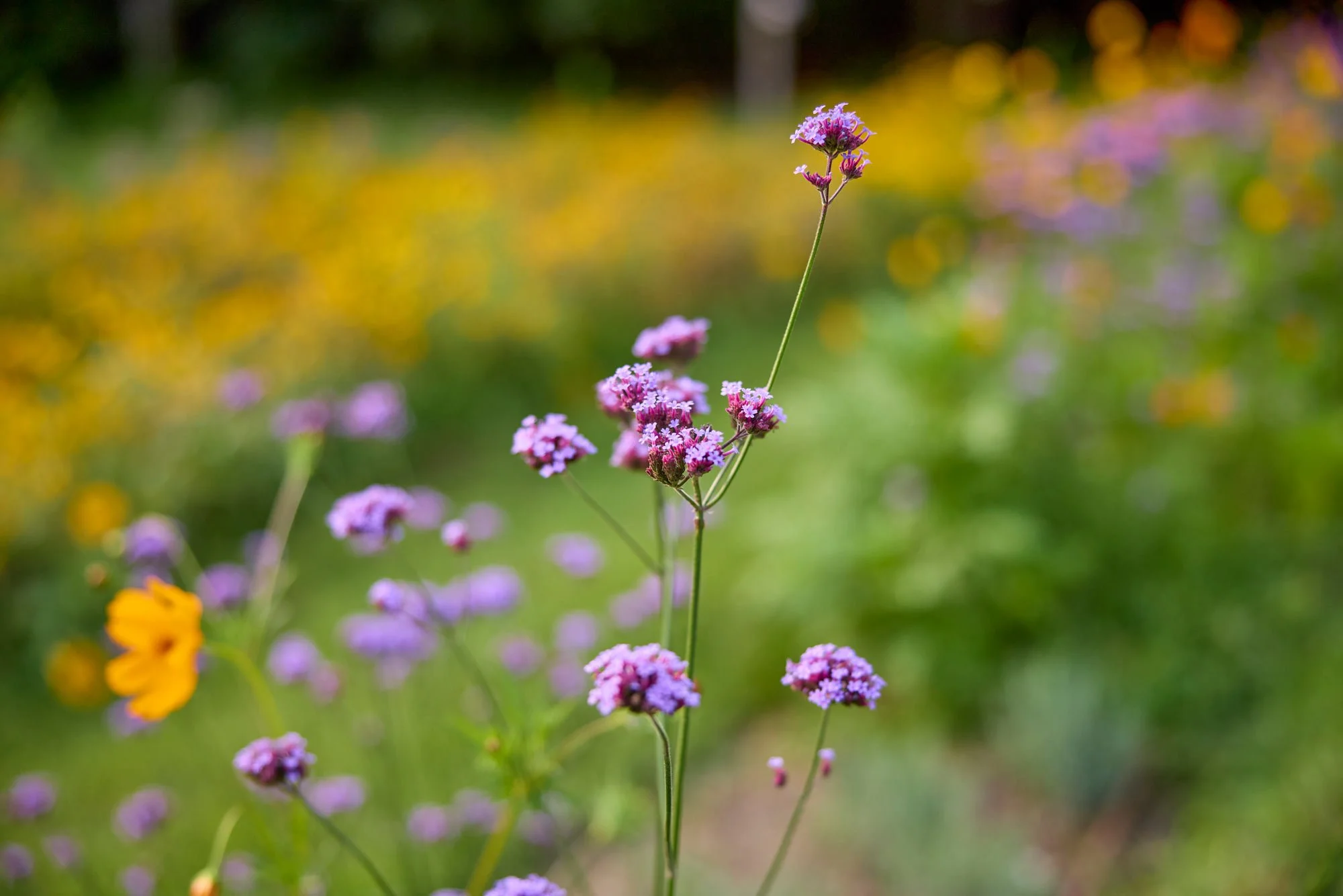 CFE_TheGallery_Flora_Wildflowers_2.jpg