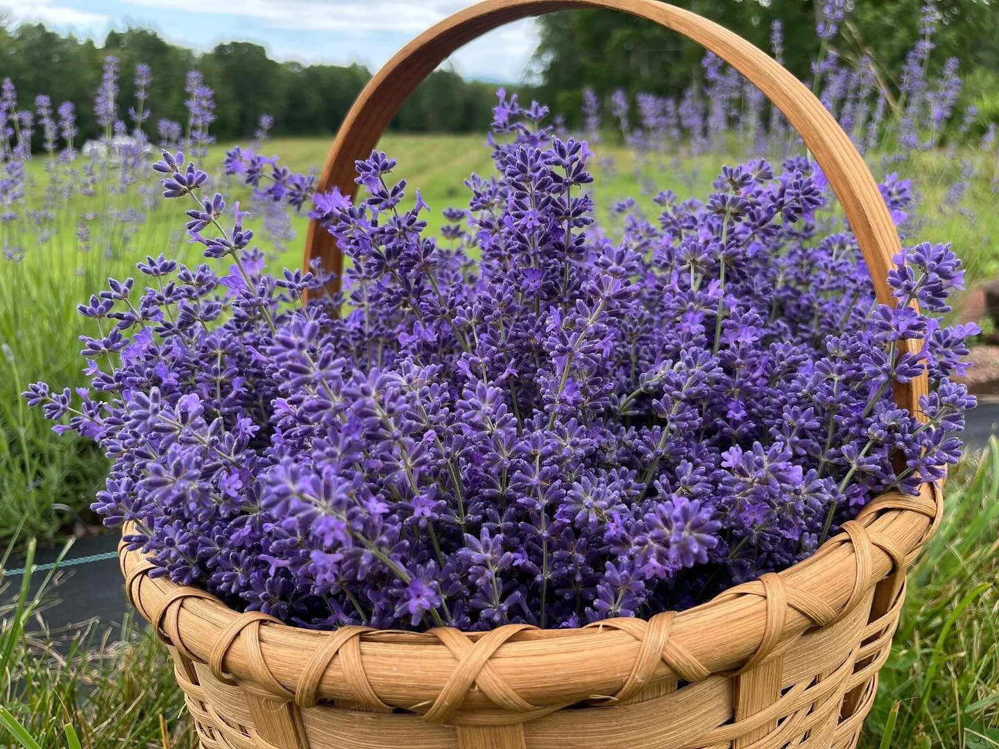 First harvest day! 💜

We grow two types of lavender on our farm. English Lavender (lavandula angustofolia) and Lavandin which is a hybrid created from lavandula angustofolia and lavandula latifolia.

We grow several varieties of English Lavender. It