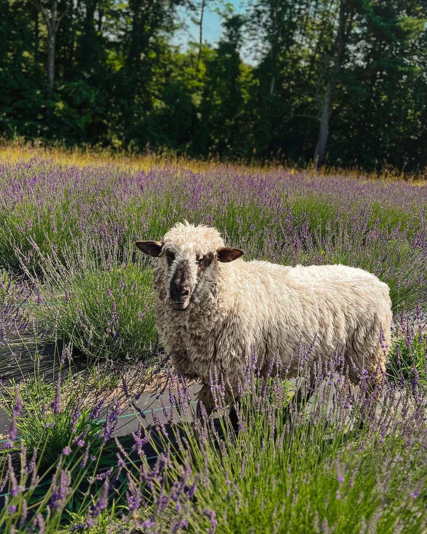 Milken is ready to greet and enjoy your company (on his terms) at our Lavender Festival July 19th &amp; 20th!

Isn&rsquo;t it just beautiful to see him in the blooms? 💜🐑

Today he spent some time with a tour group from South Portland, showing off h