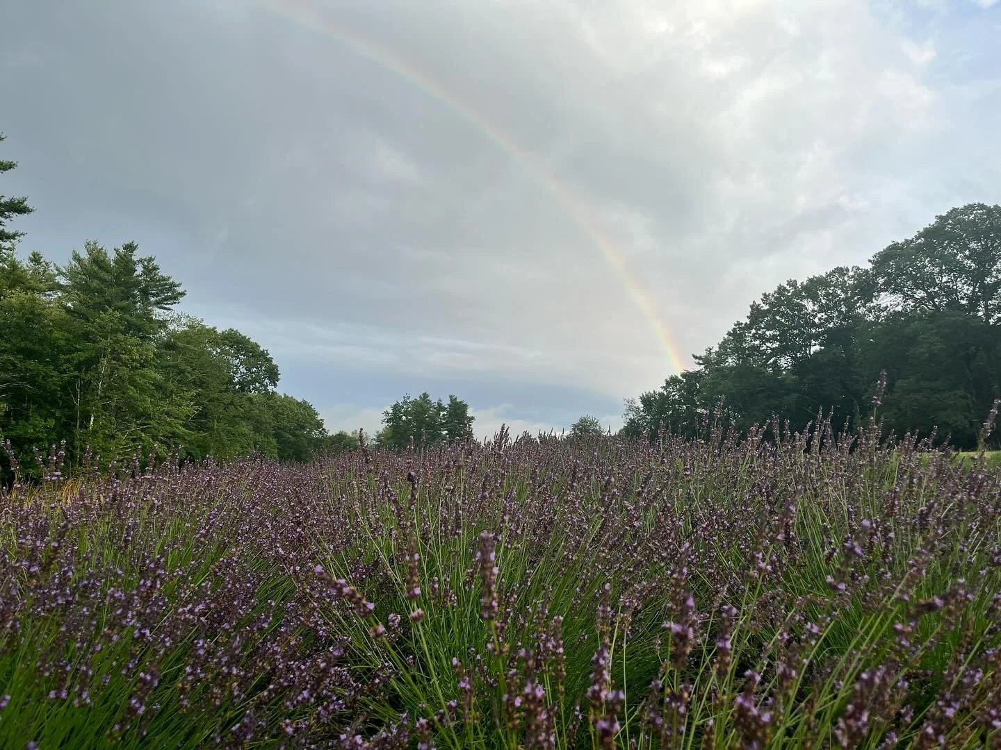 Many thanks to all who came this weekend for our Second Annual Lavender Festival!

What an incredible community. The rainbow over our fields was such a perfect way to end the weekend full of love, joy, and togetherness.

Now it&rsquo;s time to take a