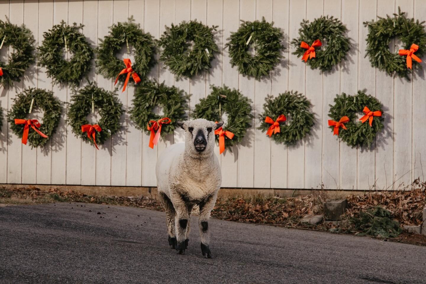 Milken is ready to meet and greet! 

Open Saturdays a Sundays 9am-4pm, while supplies last. 

Lavender Hill Farm
11 Brooks Lane
Berwick, Maine