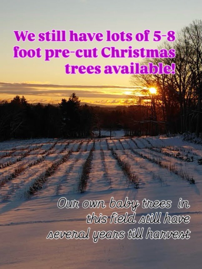 Pre-cut Christmas trees are still in stock! 
Open Saturday and Sunday from 9am-4pm.

🌲 ☕️ 🎁 Stop by to select your pre-cut Christmas tree, a balsam wreath, a hot cup of cocoa, or a lavender gift from our farm store.

🐑 ❌ 🐶 🐱 Milken, our sheep am
