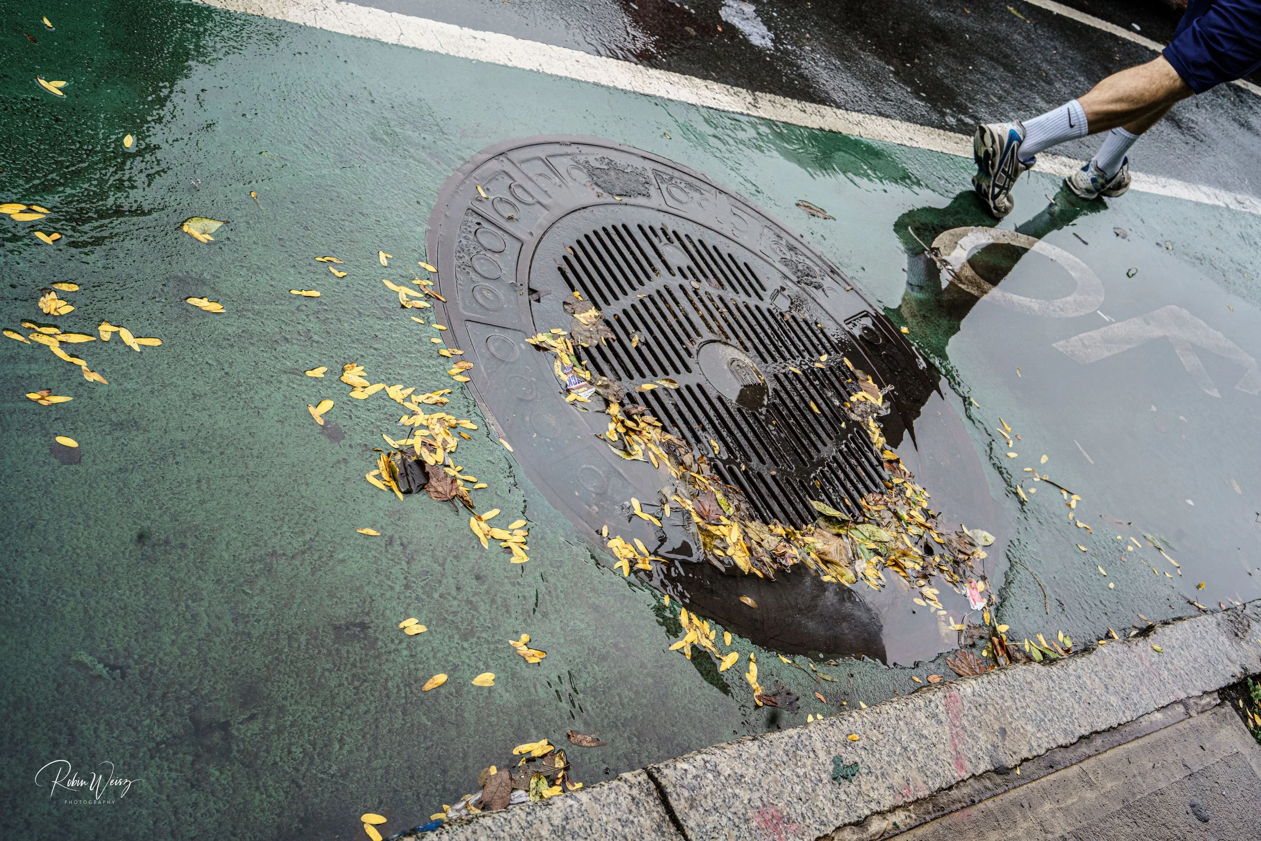 Rainwater puddle and leaf-clogged storm drain on a wet green-painted street, with a runner’s legs visible