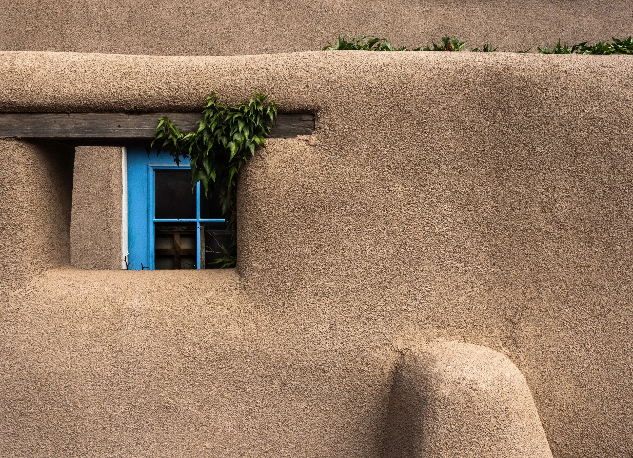 Blue-framed window surrounded by climbing greenery on a textured stucco wall