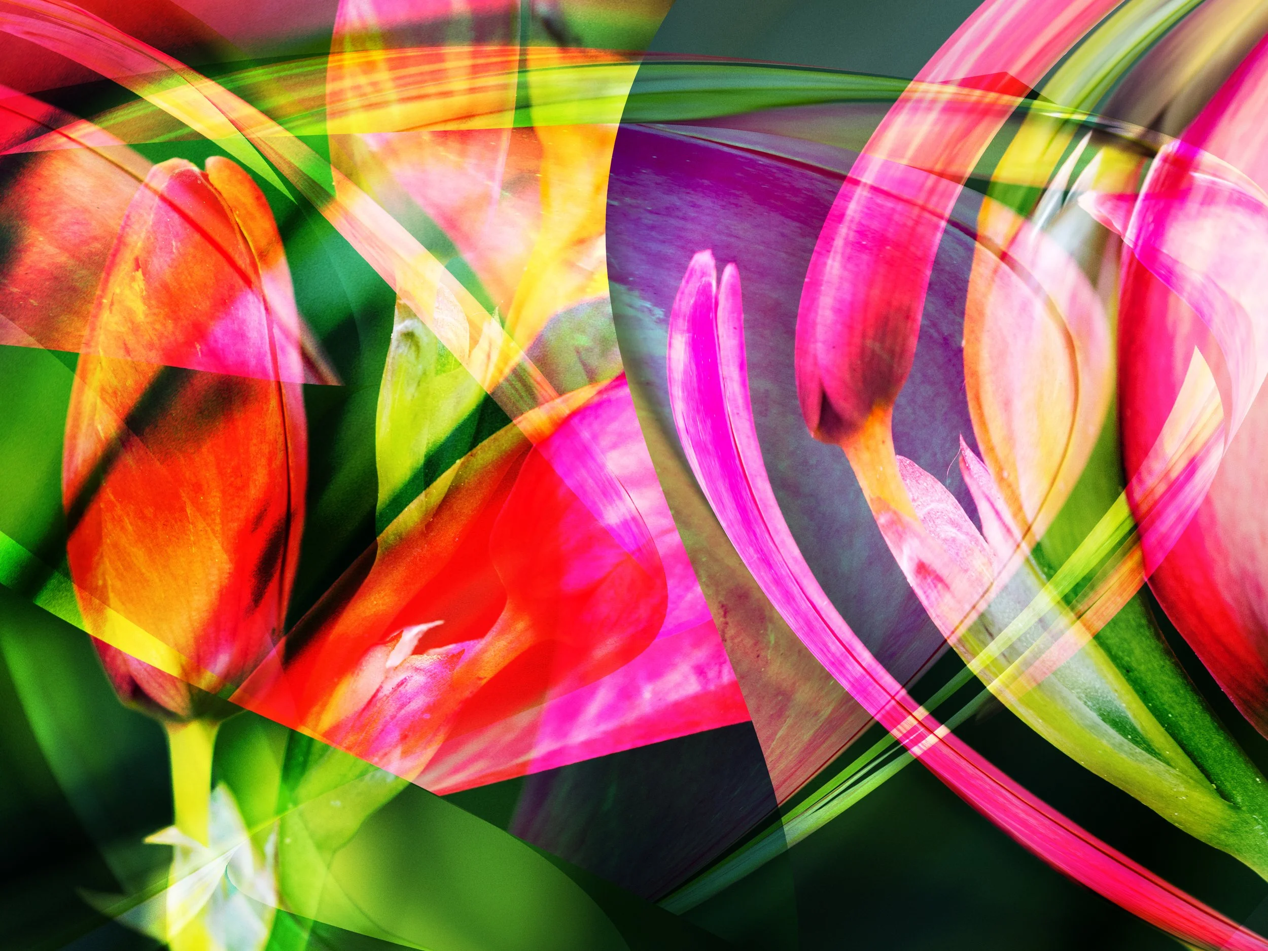 Abstract multicolored floral composition with overlapping translucent petals and leaves in vivid pink, red, orange, yellow, green, and purple