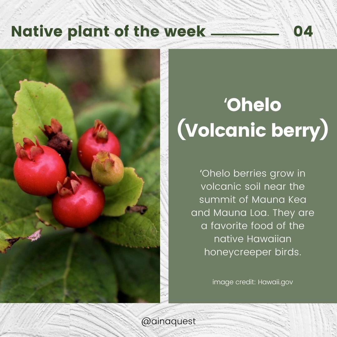 This week, we're learning about 'ohelo!

&lsquo;Ōhelo is found on all Hawaiian islands except Ni&rsquo;ihau and Kaho&rsquo;olawe.

ʻOhelo berries grow in volcanic soil near the summit of Mauna Kea and Mauna Loa. They are a favorite food of the native