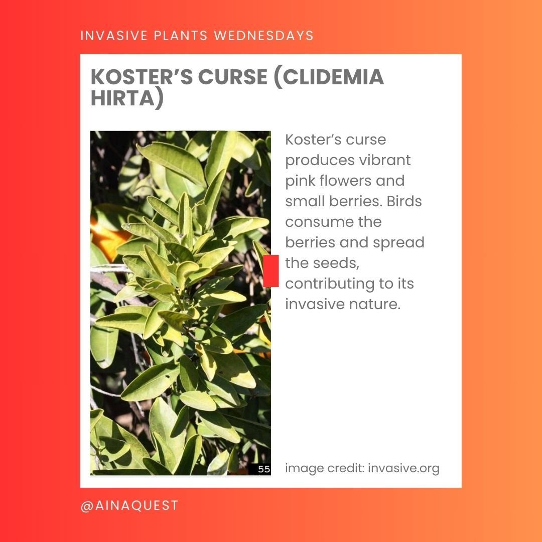 It's Invasive Plants Wednesday!! 

This week, we're learning about Koster&rsquo;s Curse (Clidemia hirta).

Koster&rsquo;s curse produces vibrant pink flowers and small berries. Birds consume the berries and spread the seeds, contributing to its invas