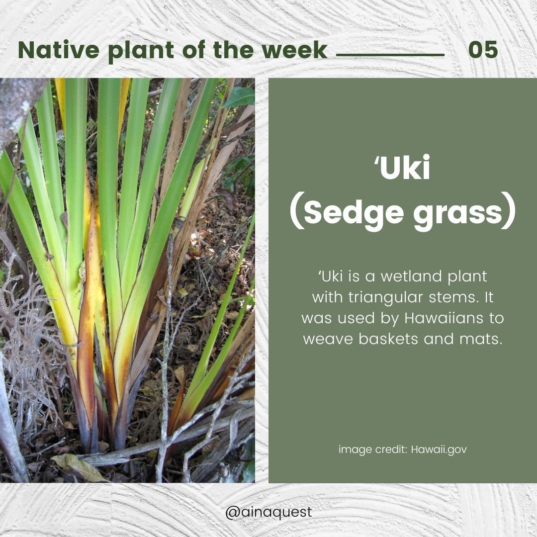 We are learning about 'Uki this week!

ʻUki is a wetland plant with triangular stems. It was used by Hawaiians to weave baskets and mats. 

The bright blue berries of &lsquo;Uki appear almost year-round on stalks rising above its arching strap-like l
