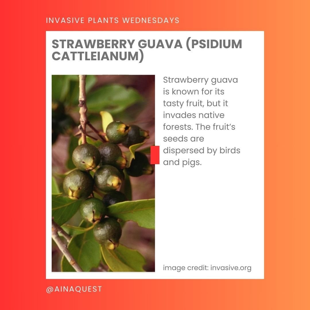 Half way through the week!

This week, we're featuring Strawberry Guava (Psidium cattleianum).

Strawberry guava is known for its tasty fruit, but it invades native forests. The fruit&rsquo;s seeds are dispersed by birds and pigs.

Have you seen Stra