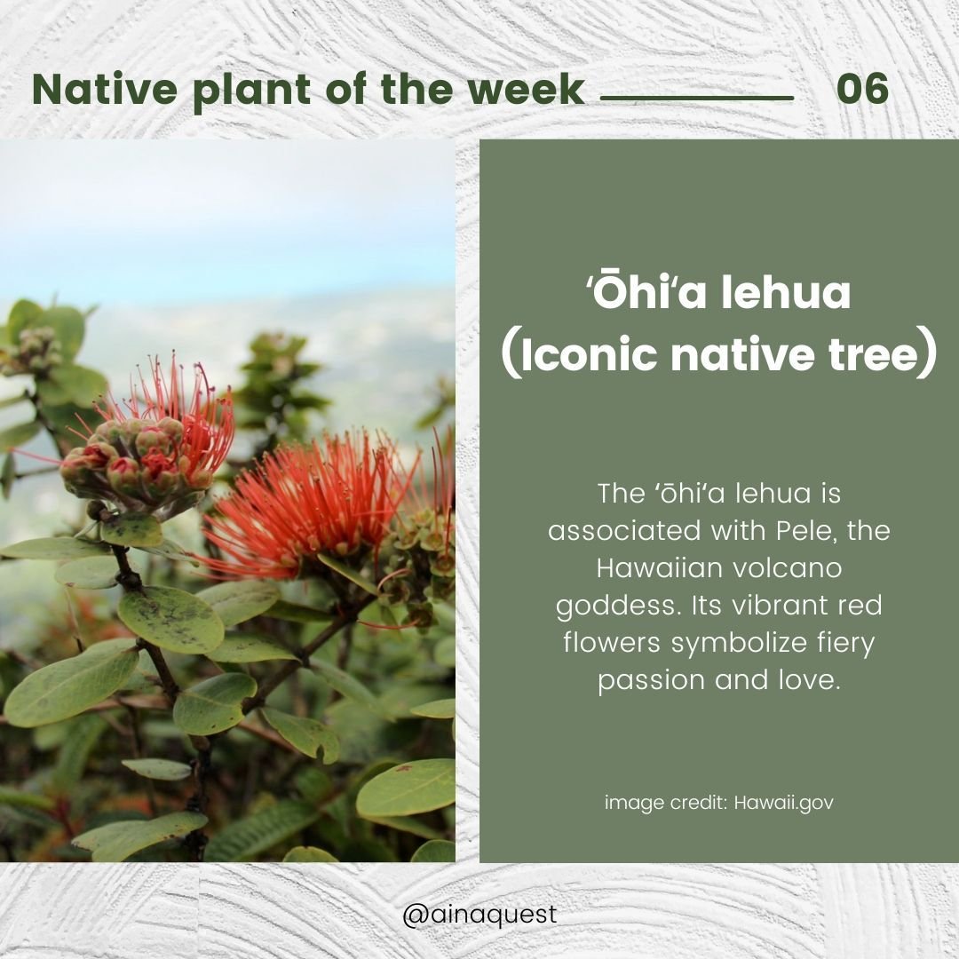 'Ōhi'a lehua comprises of 80% of Hawaii&rsquo;s native forests. Wow!

&lsquo;Ōhi&lsquo;a lehua is often one of the first plants to grow after volcanic eruptions or lava flows, symbolizing rebirth and strength.

Traditionally, its wood was used for ka