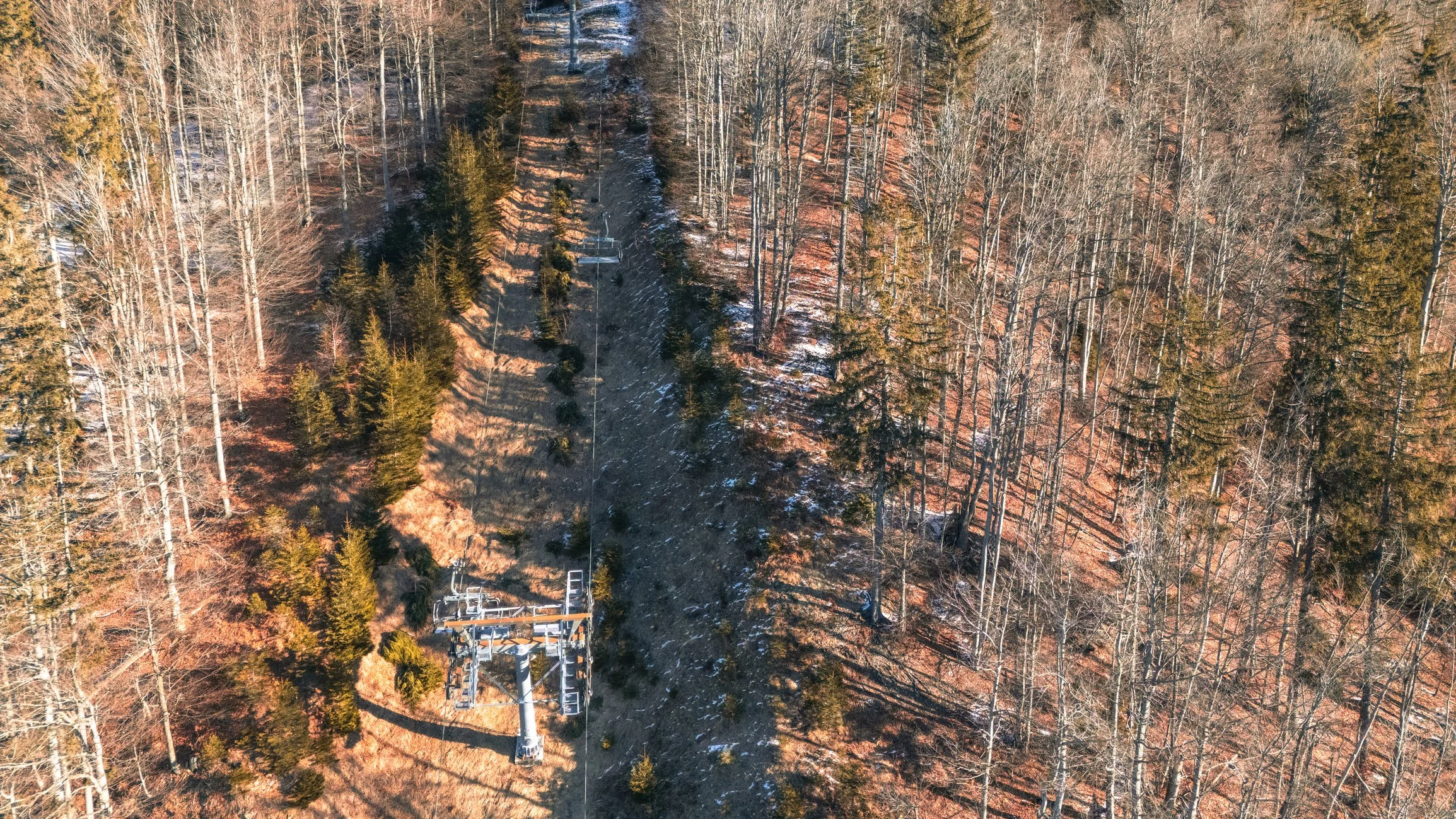 The Vanishing Winter: How Record Cold Masks a Forest Crisis