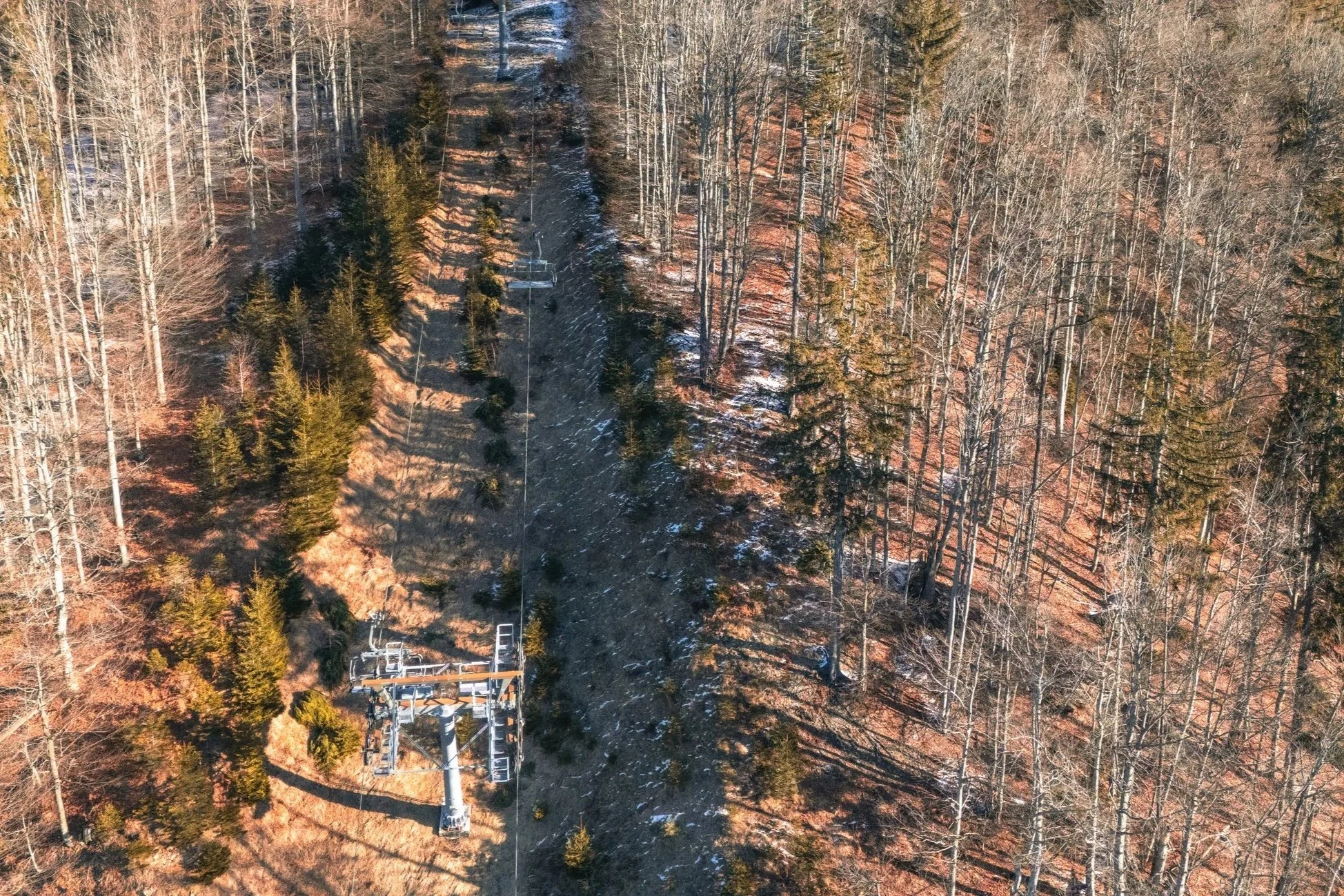 The Vanishing Winter: How Record Cold Masks a Forest Crisis