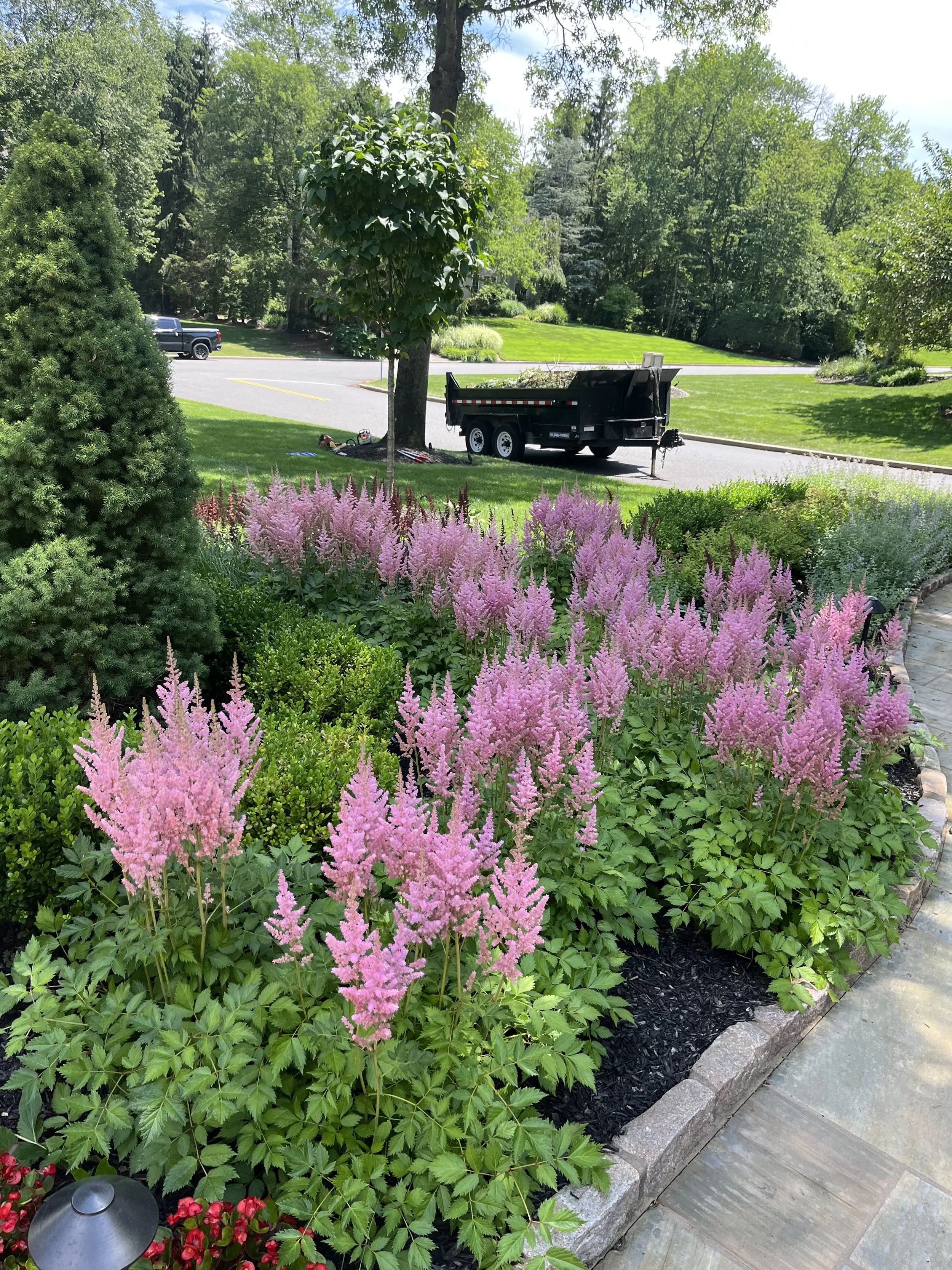 Garden with pink and green plants, a tree, a grassy area, a driveway, a black truck with a trailer, and a stone pathway.