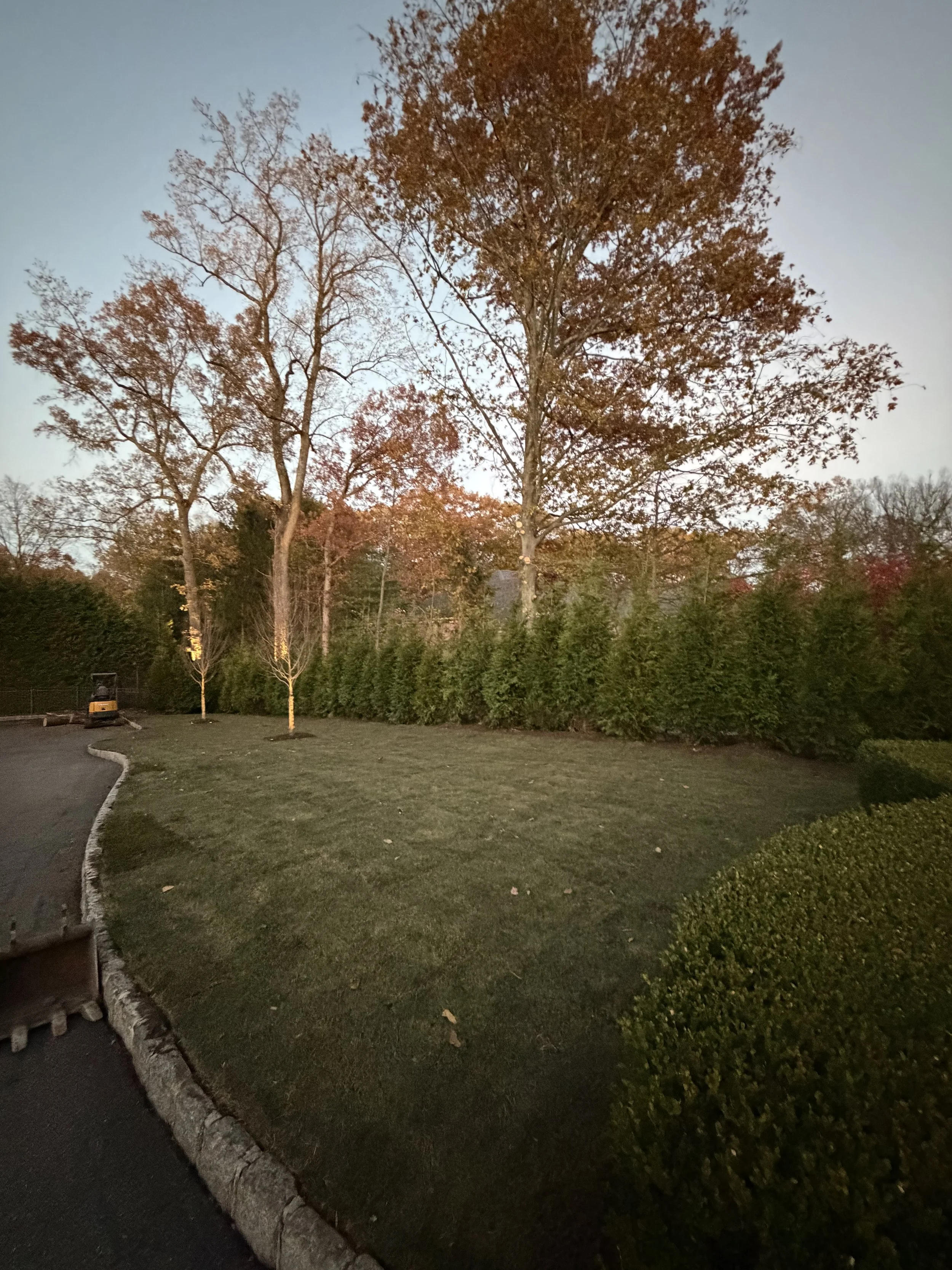 privacy screen arborvitae hedge 