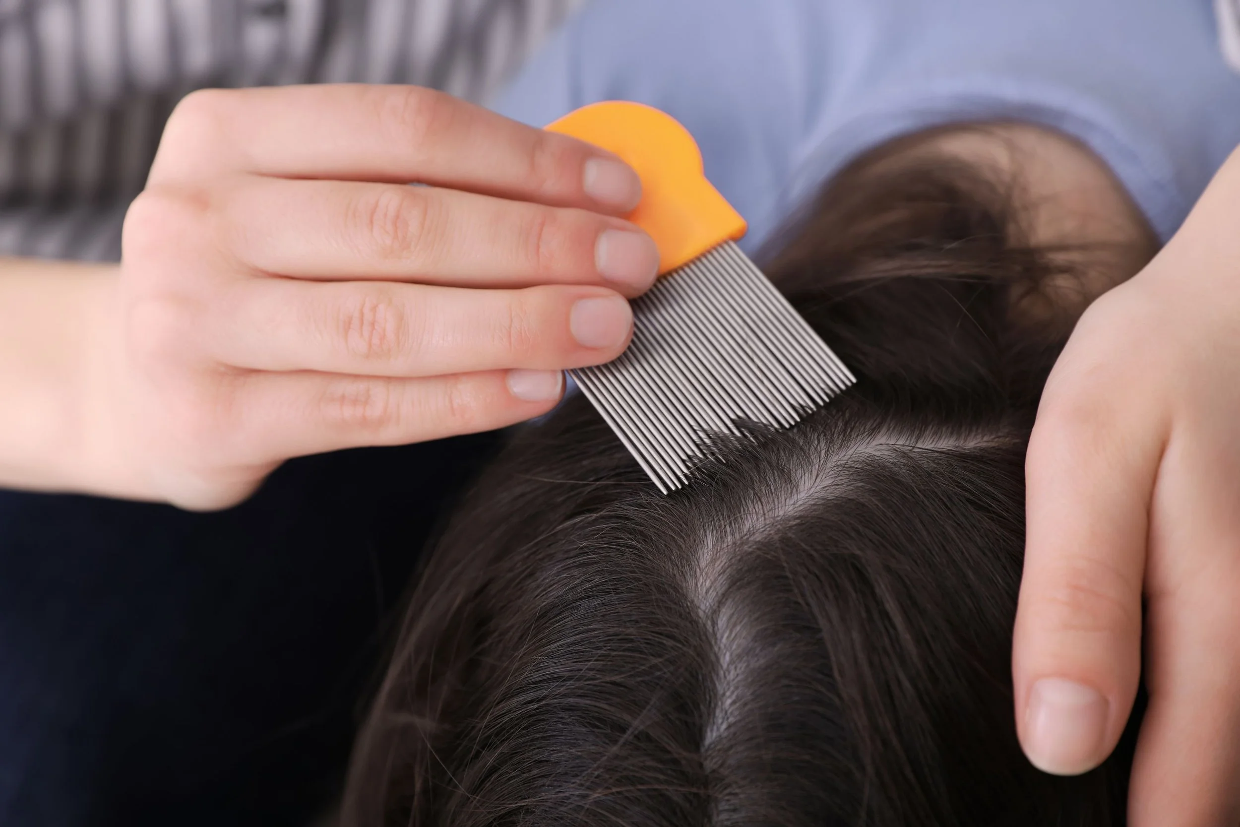 What to Expect During a School Lice Check