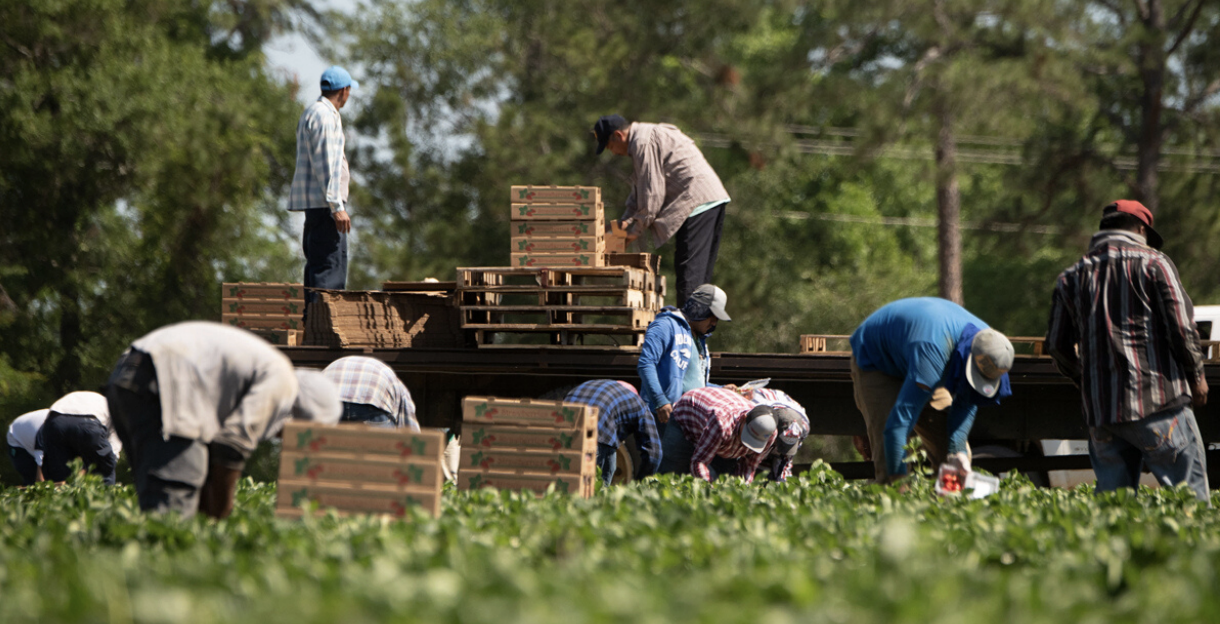 People in a field harvesting crops