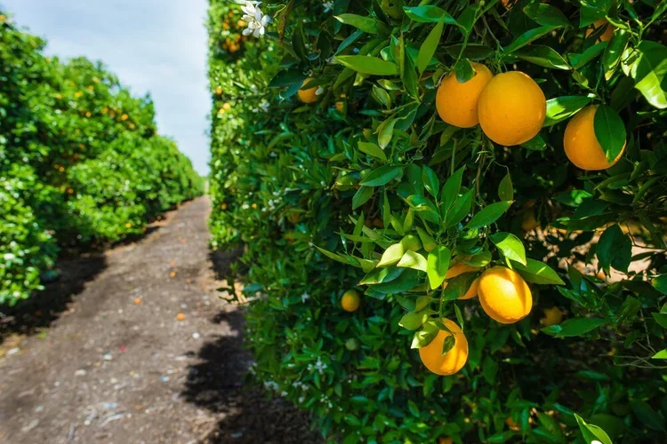 Linking Climate-friendly Farming Practices to San Diego County's Climate Action Plan
