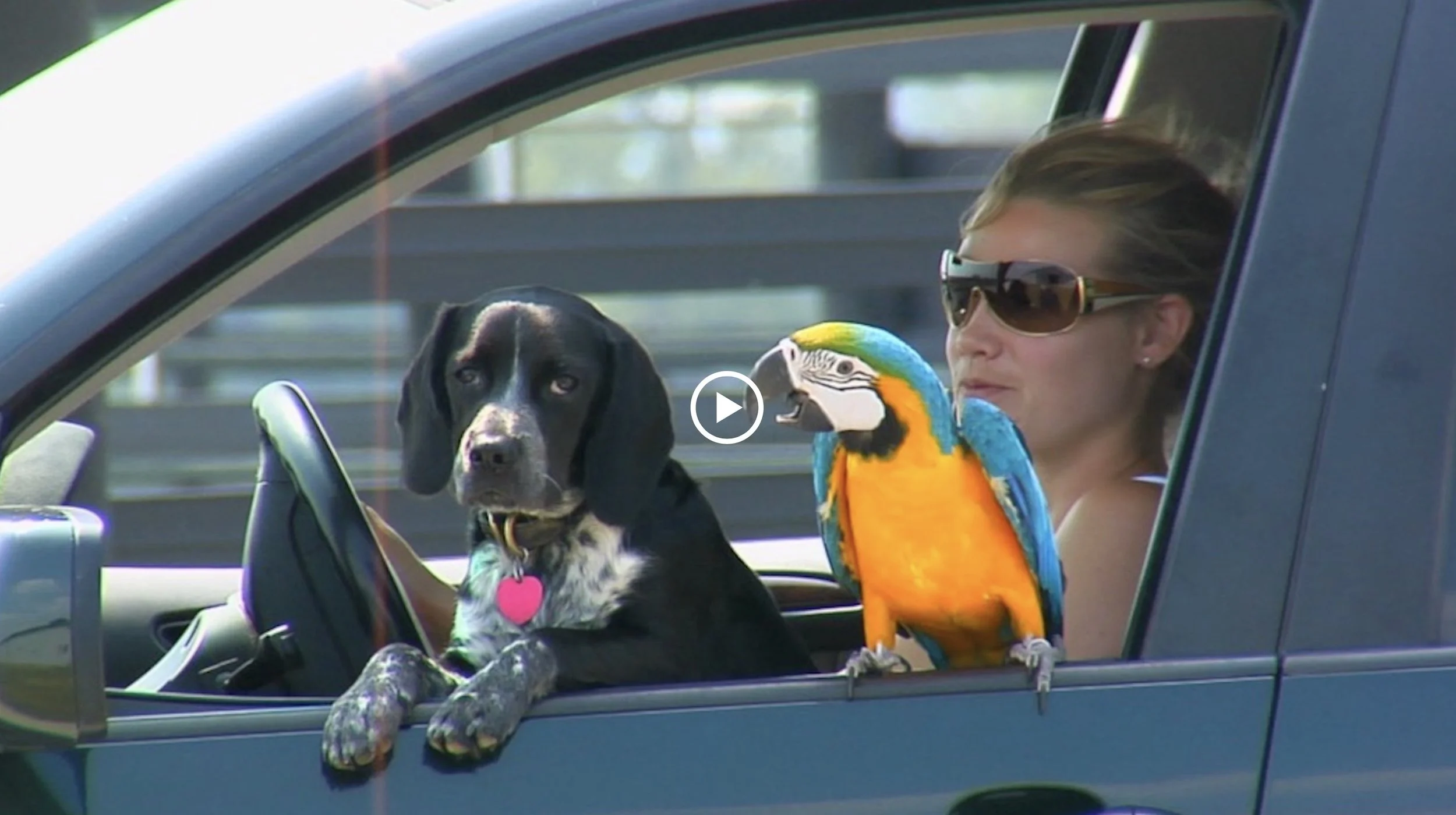 Feeding Animals - AAFCO.jpg