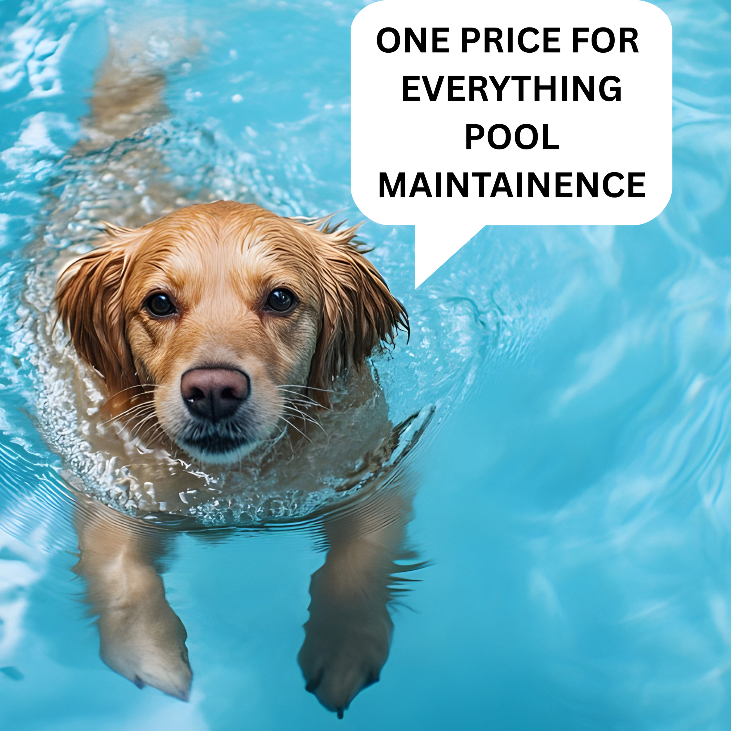 Pool Service in 89081