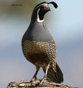 Bird Talk By Fred Emerson and Fred Machetanz