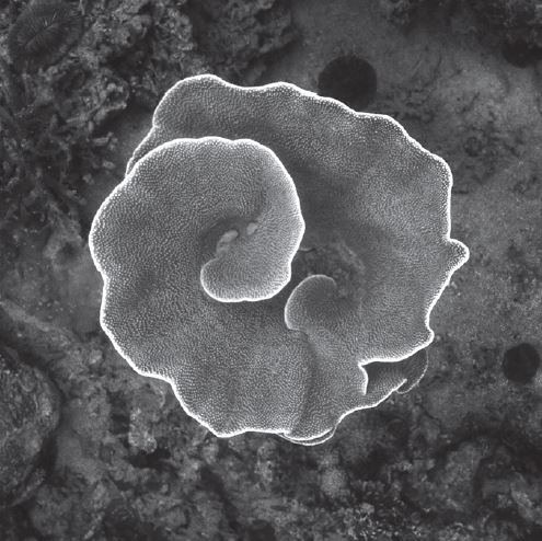 Wildlings From the Deep: An Exhibition of Undersea Photography